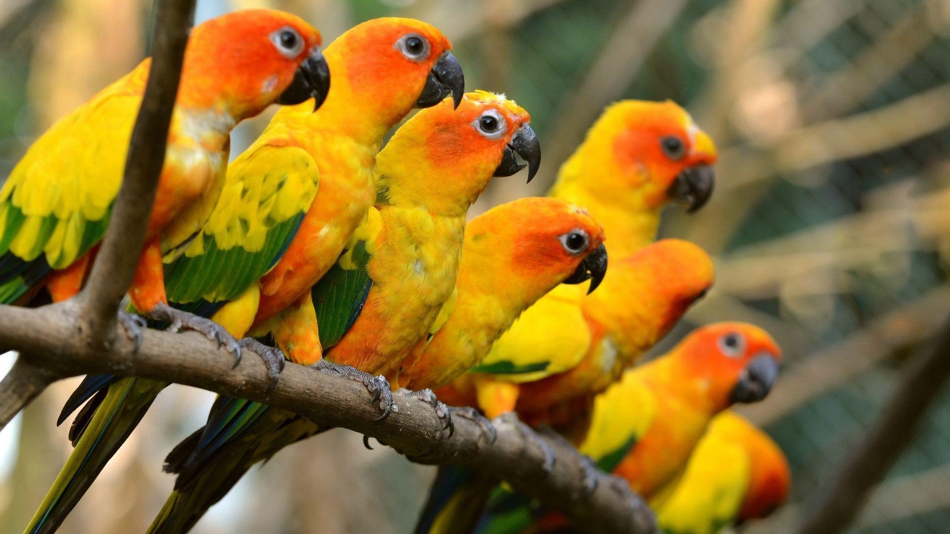 1920x1080 Sun Parakeet Wallpaper. Sun Parakeet Background, Desktop