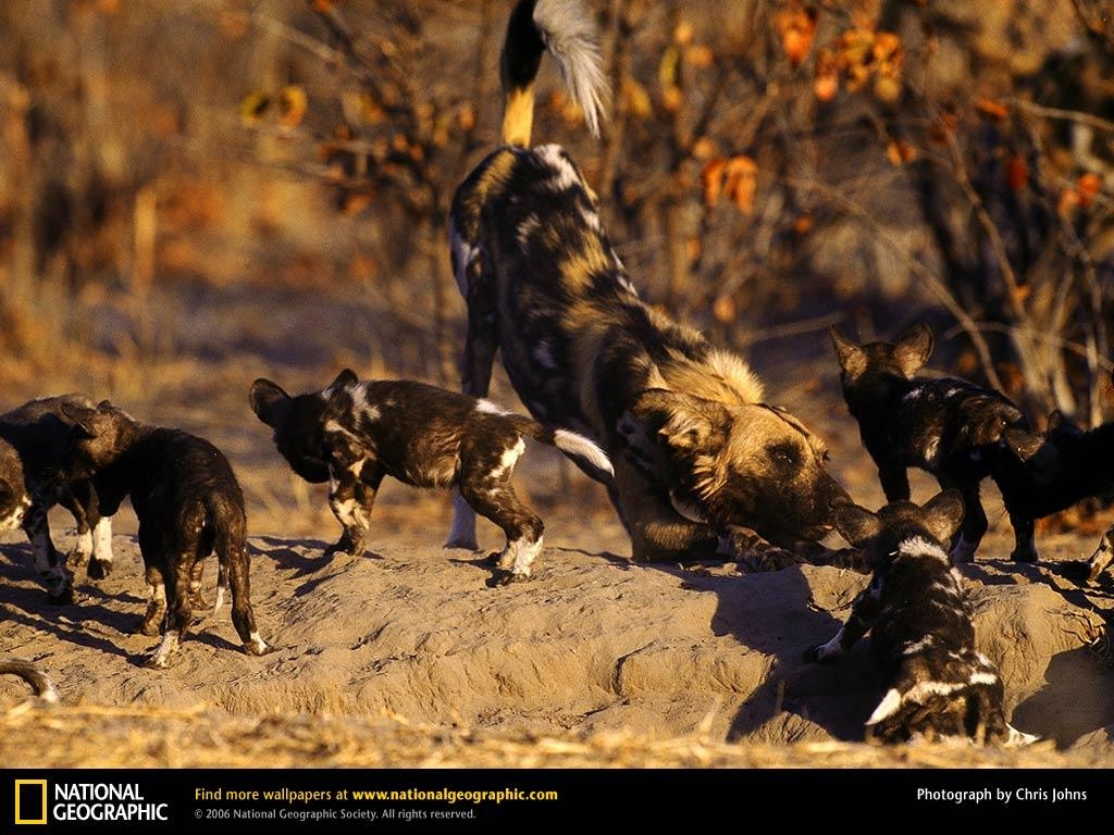 1030x770 Free download African Wild Dog Picture African Wild Dog, Desktop