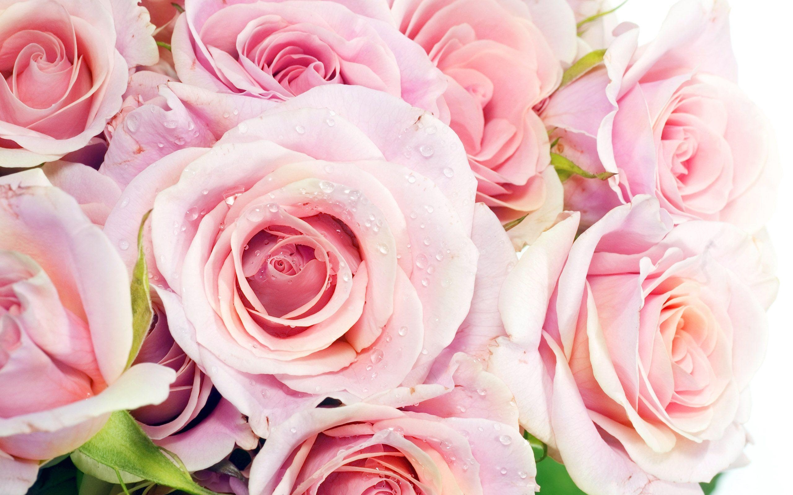 2560x1600 Pretty Roses Wallpaper, Desktop