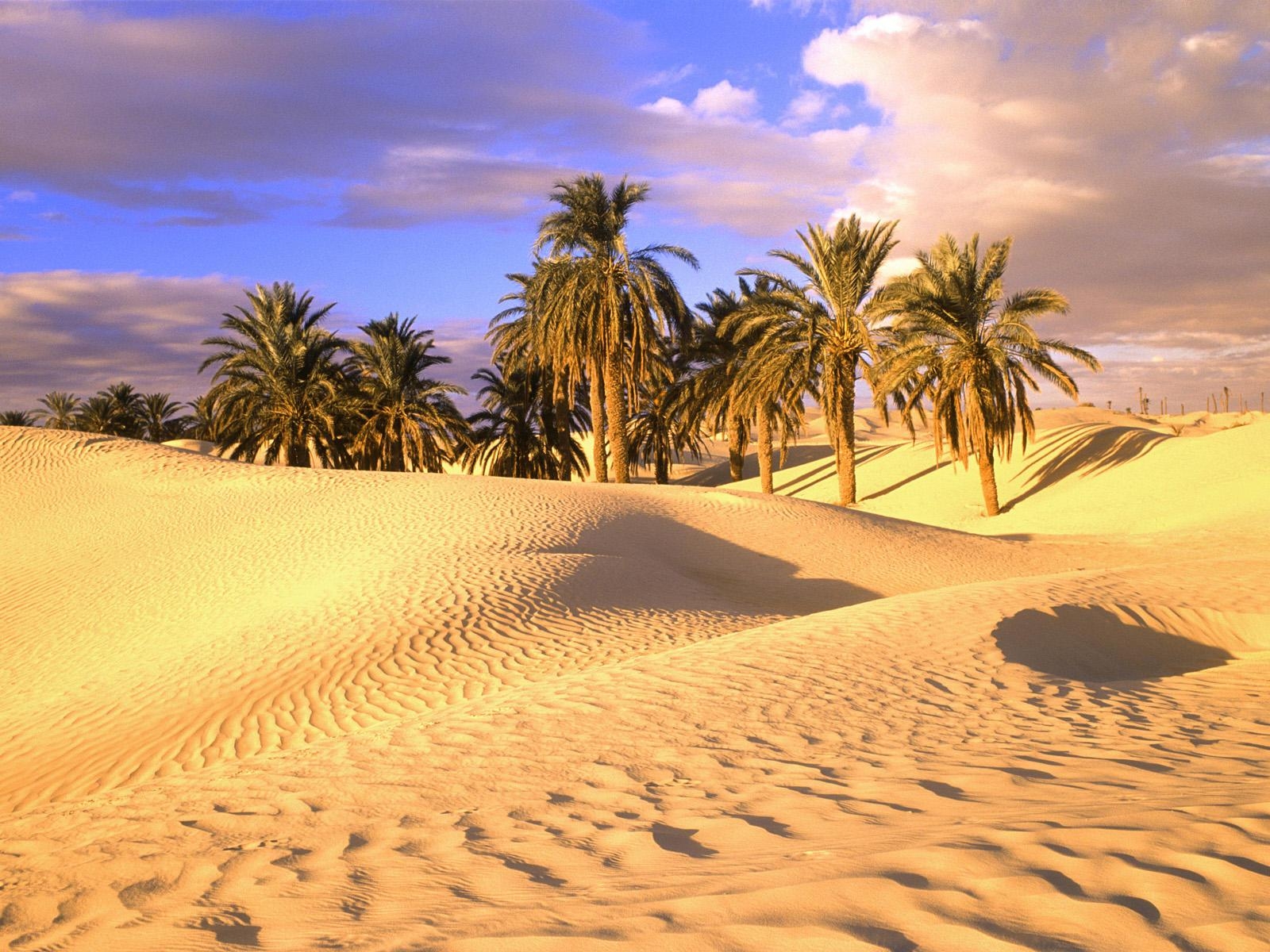 1600x1200 Palm Trees in Sahara Desert Wallpaper, Desktop