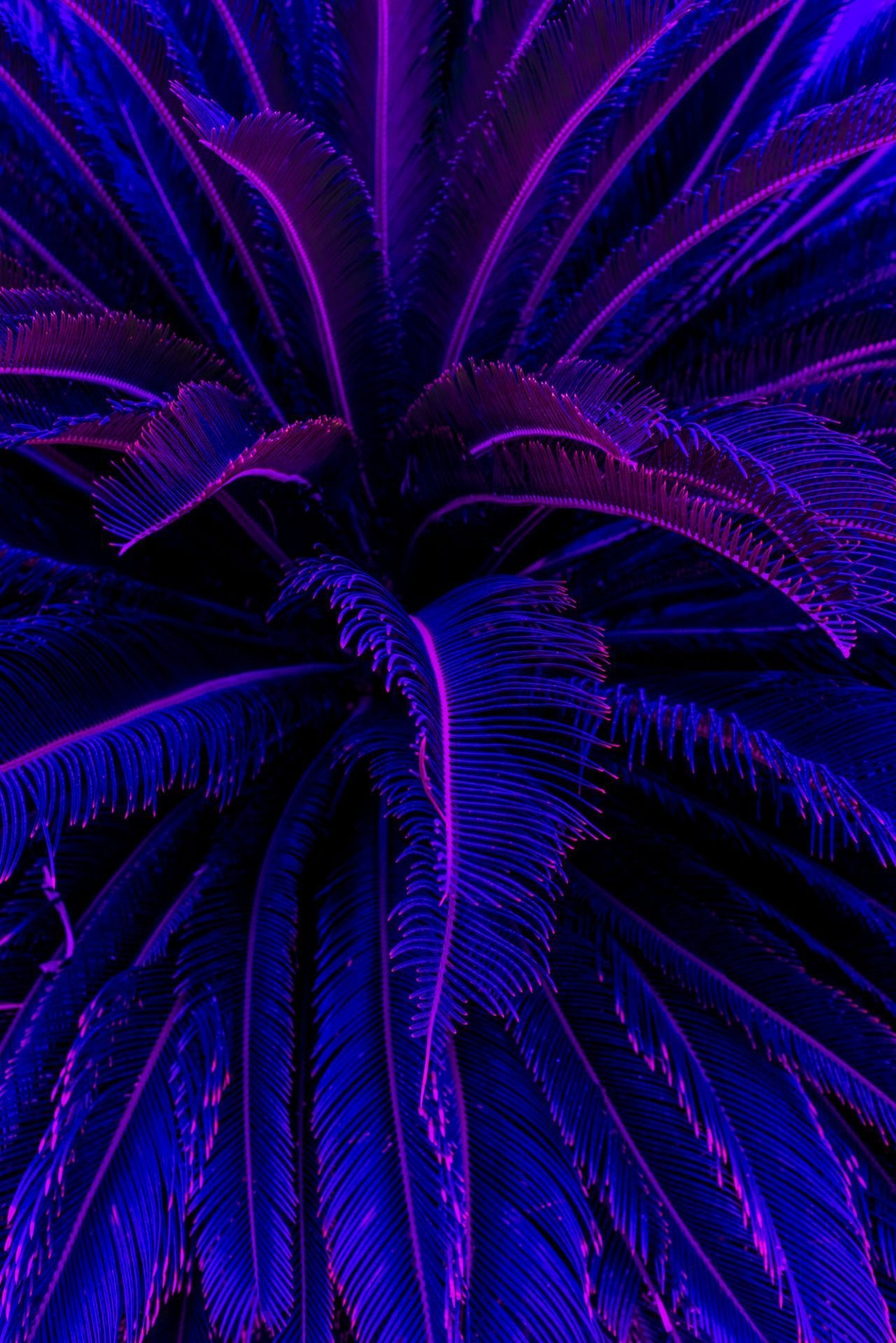 1280x1920 Aesthetic Purple Wallpaper, Phone