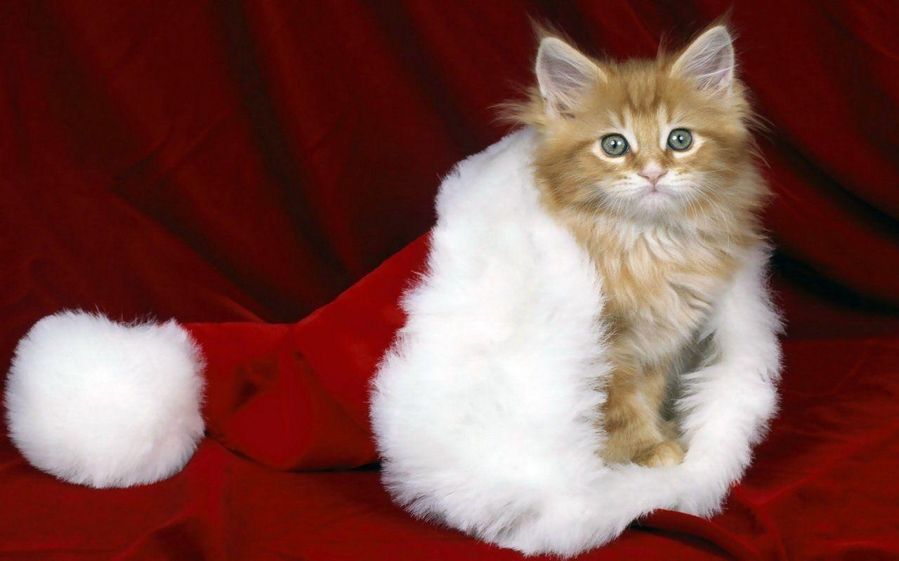 1280x800 Christmas Wallpaper and Image and Photo: christmas animals, Desktop