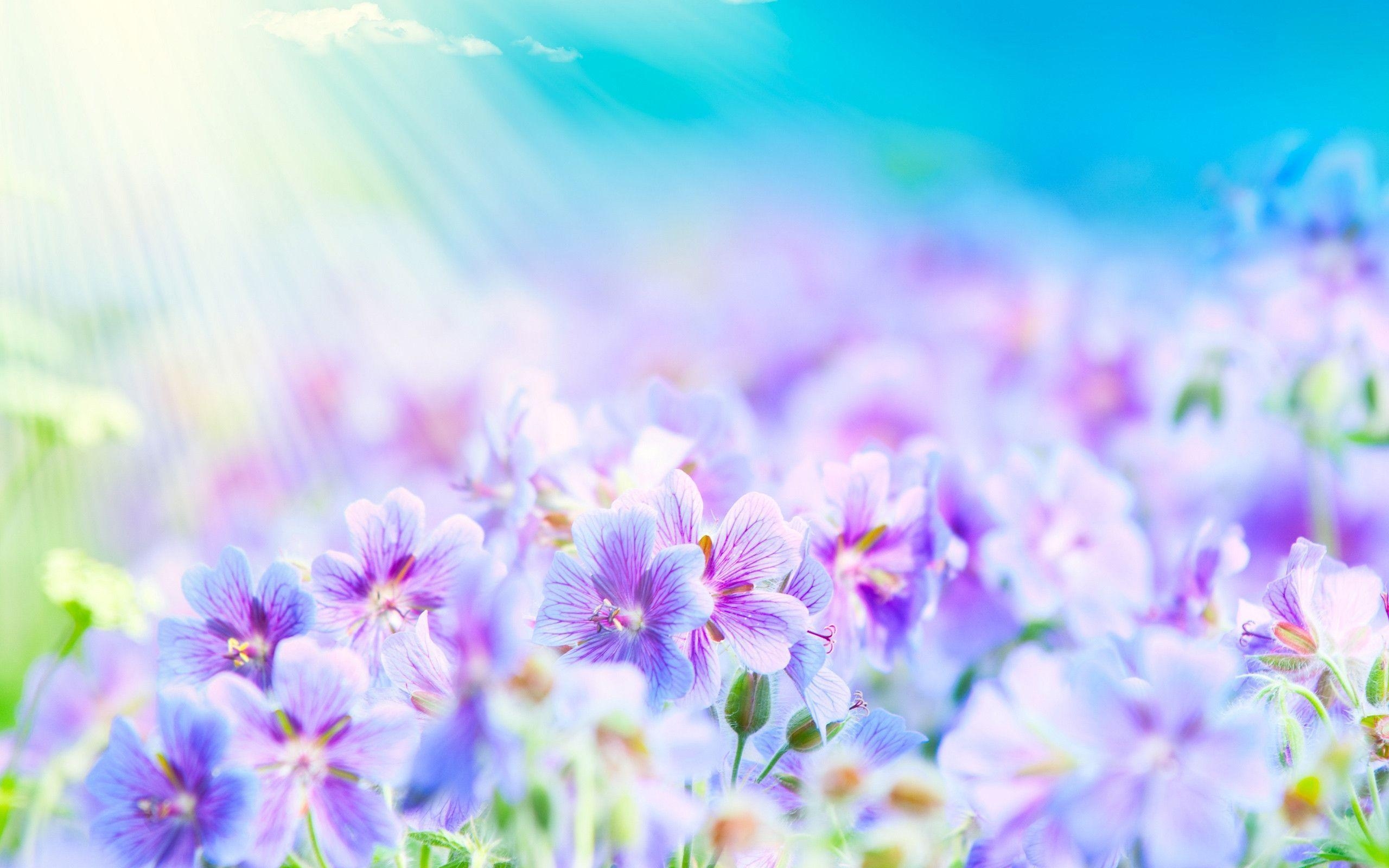 2560x1600 Summer Flowers Wallpaper: Flowers Free Wallpaper, Desktop