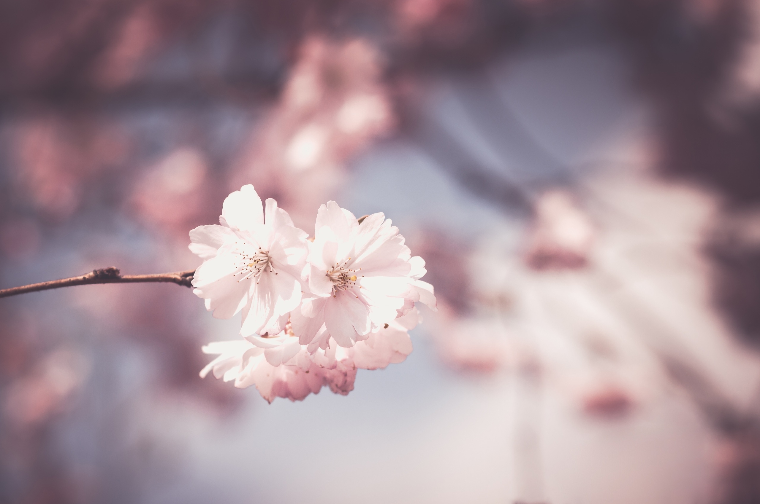 2560x1700 Pink Flower Tree Bloom Spring Chromebook Pixel HD 4k Wallpaper, Image, Background, Photo and Picture, Desktop