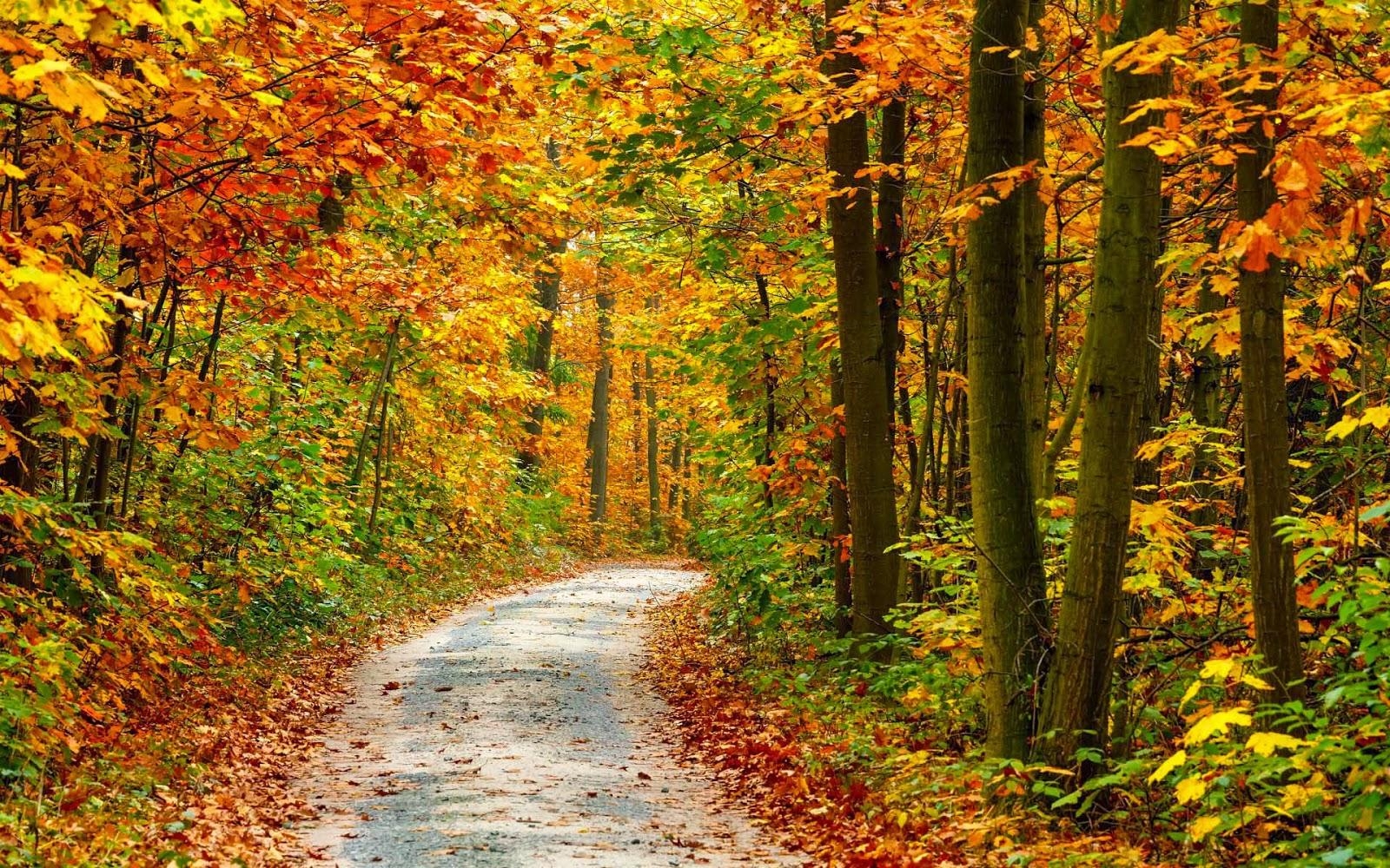 1600x1000 HD Herbst hintergrundbilder, Desktop