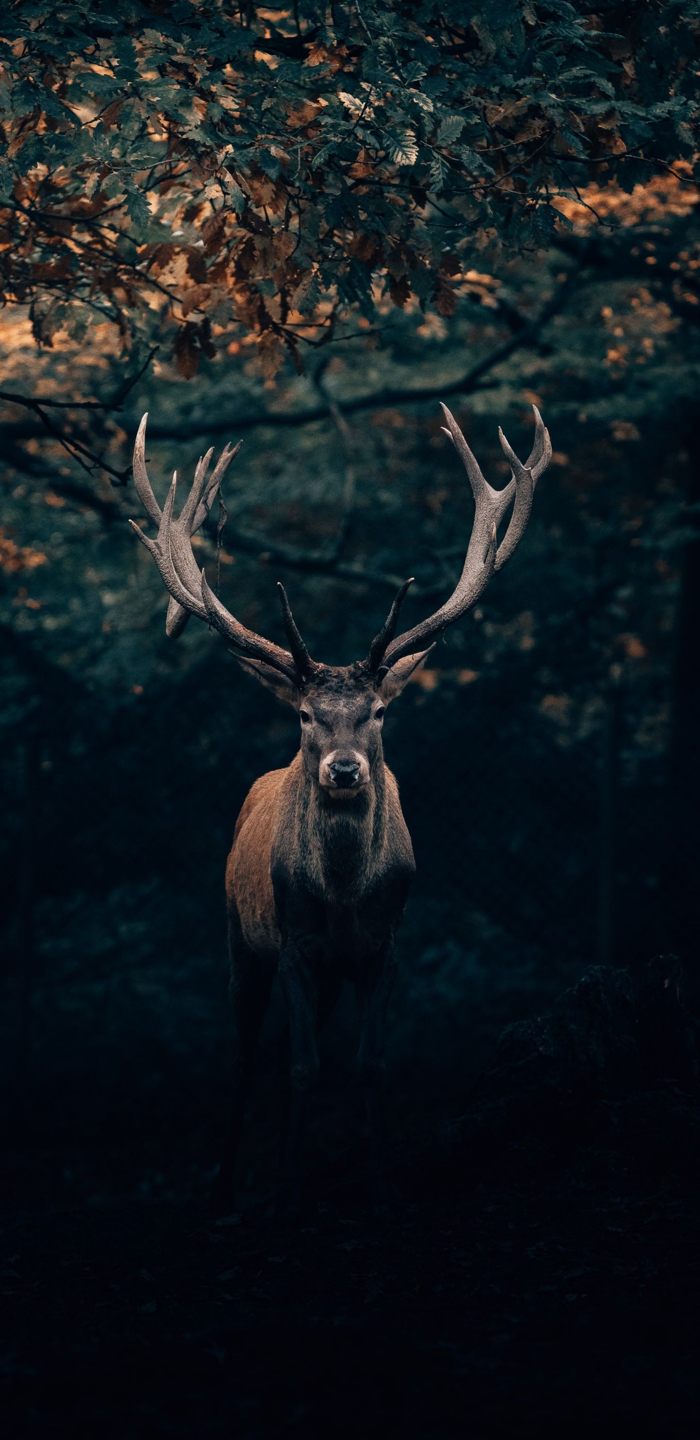 1440x2960 Download Deer, portrait, big horns, animal wallpaper,, Phone