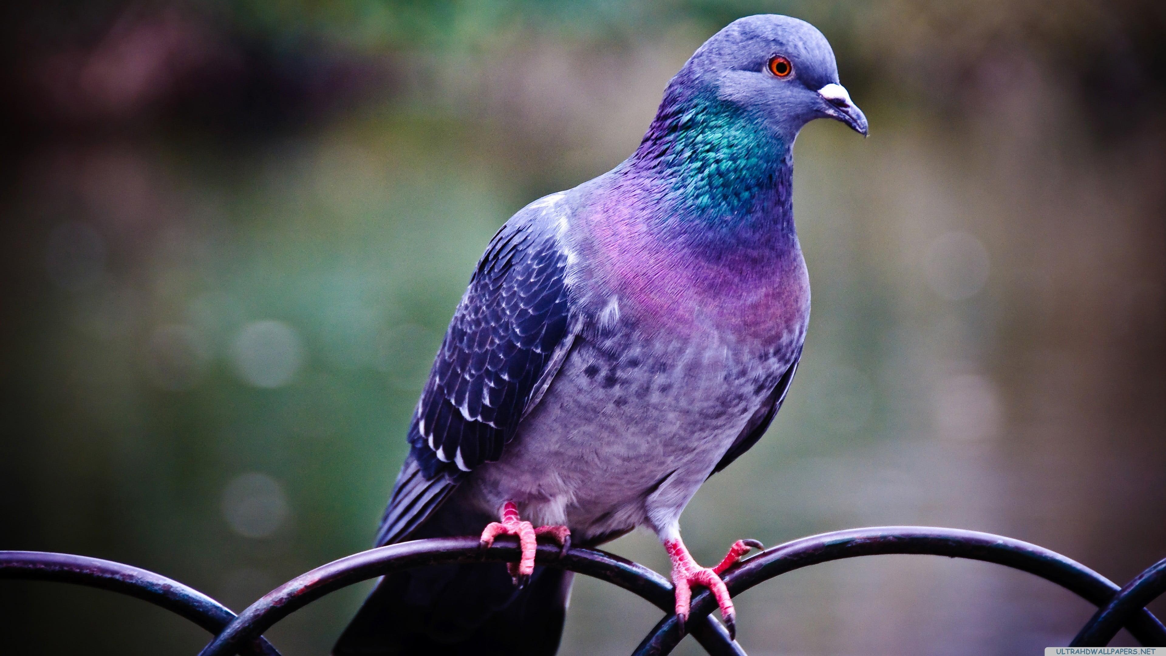 3840x2160 Purple, green, and pink pigeon, pigeons, birds HD wallpaper, Desktop