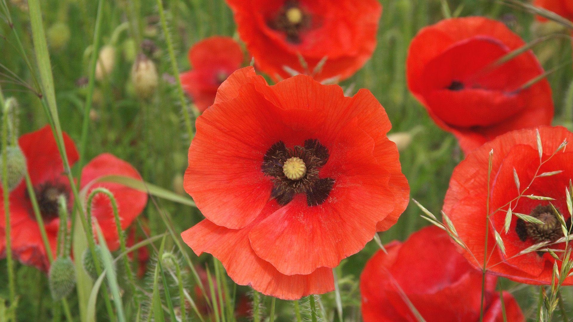 1920x1080 Red Poppy Flower Wallpaper, Desktop