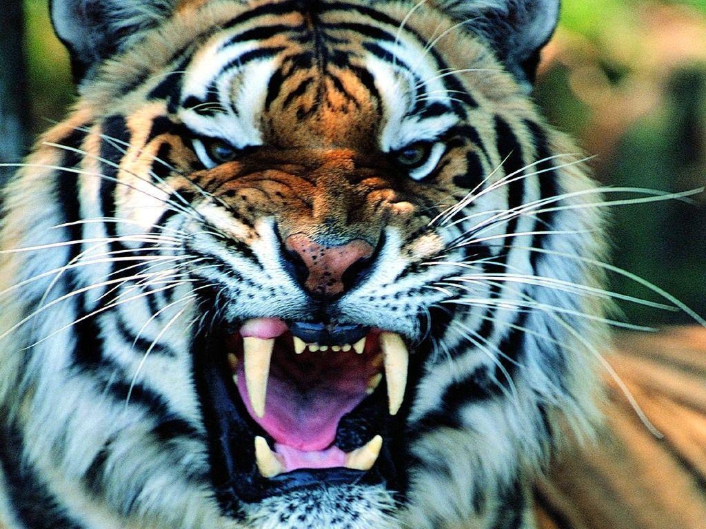 1030x770 Cool Tiger Wallpaper Light, Desktop