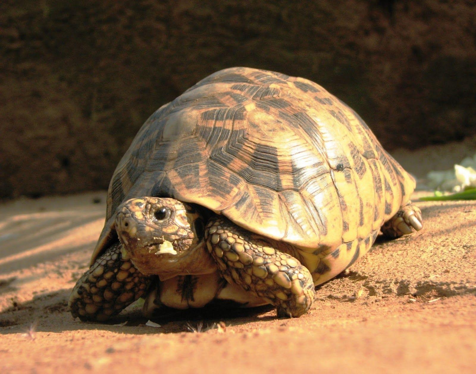 1600x1260 Tortoise wallpaper HD, Desktop