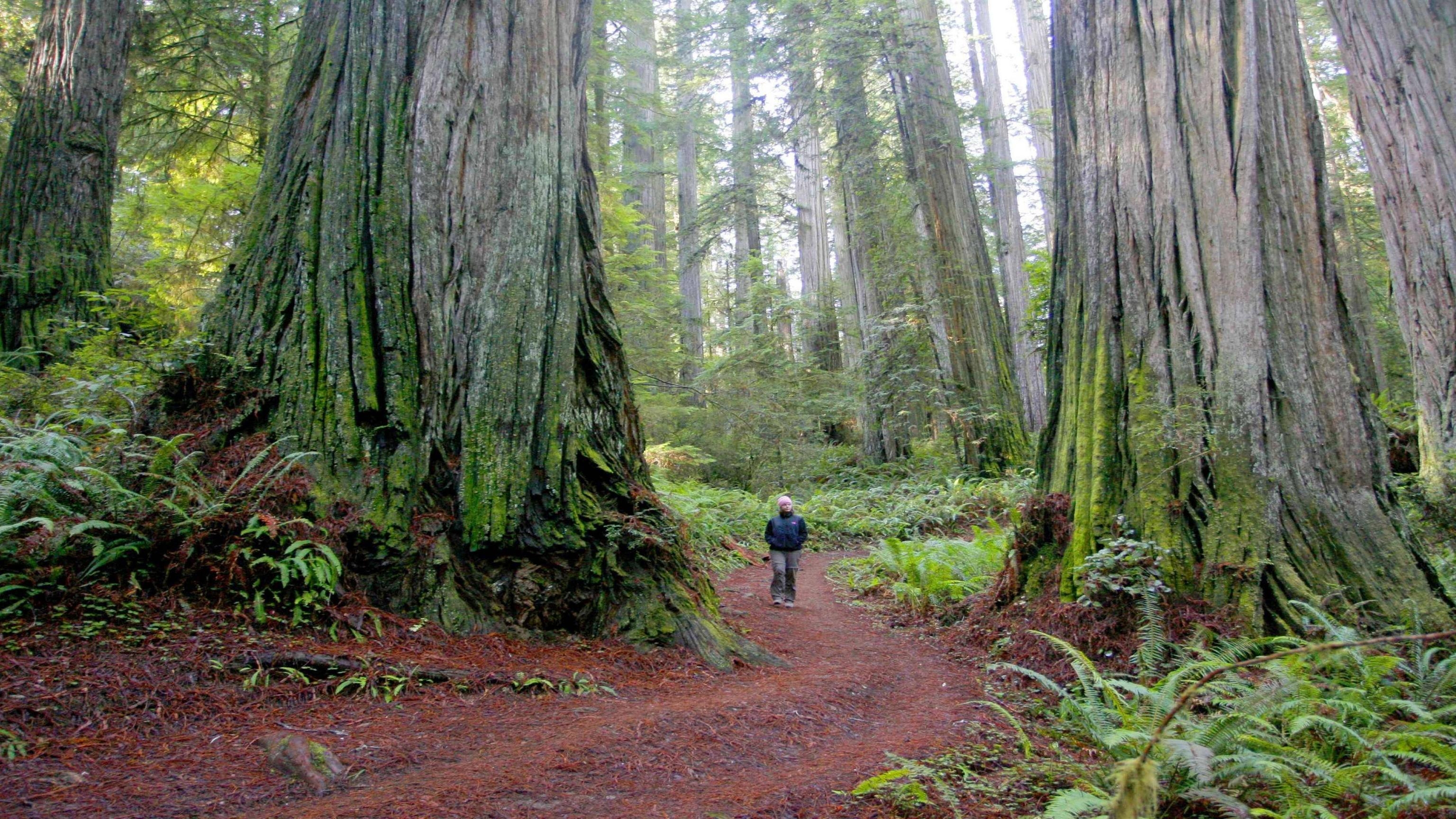 3080x1730 Redwood Forest Montomery State Park Path HD wallpaper #, Desktop