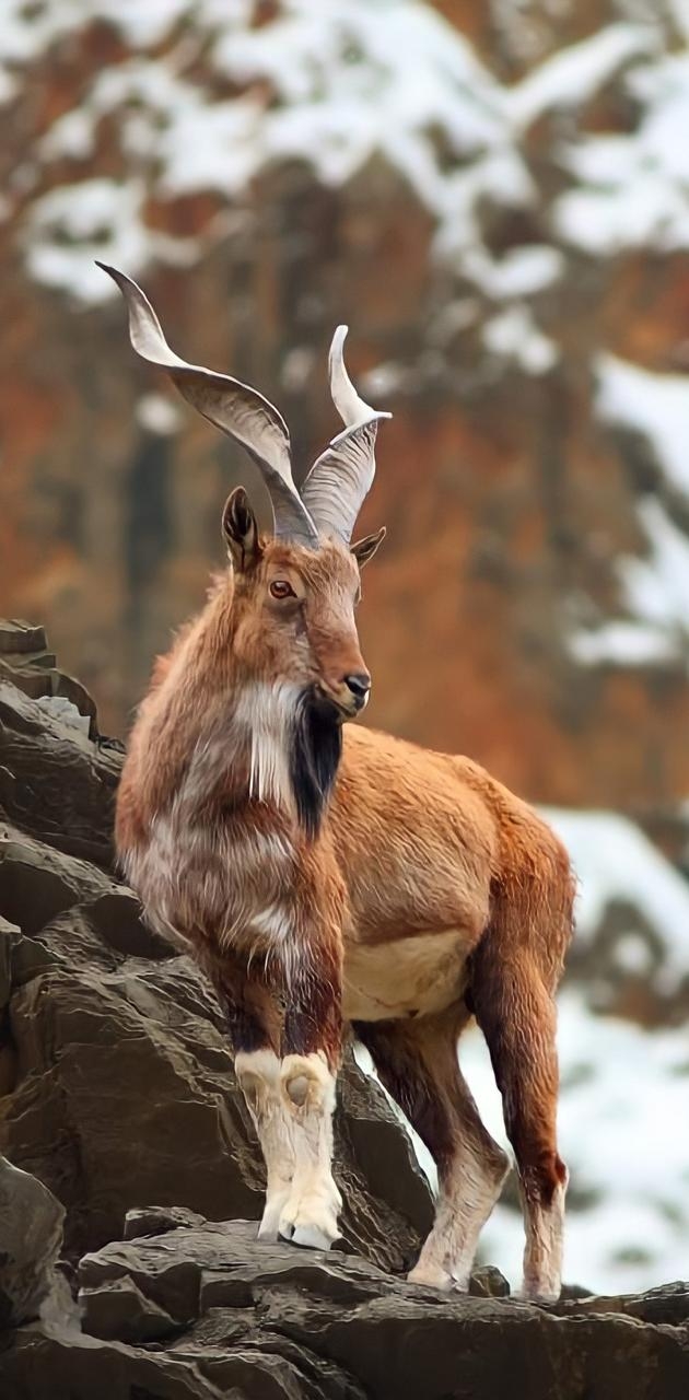 630x1280 Markhor wallpaper, Phone