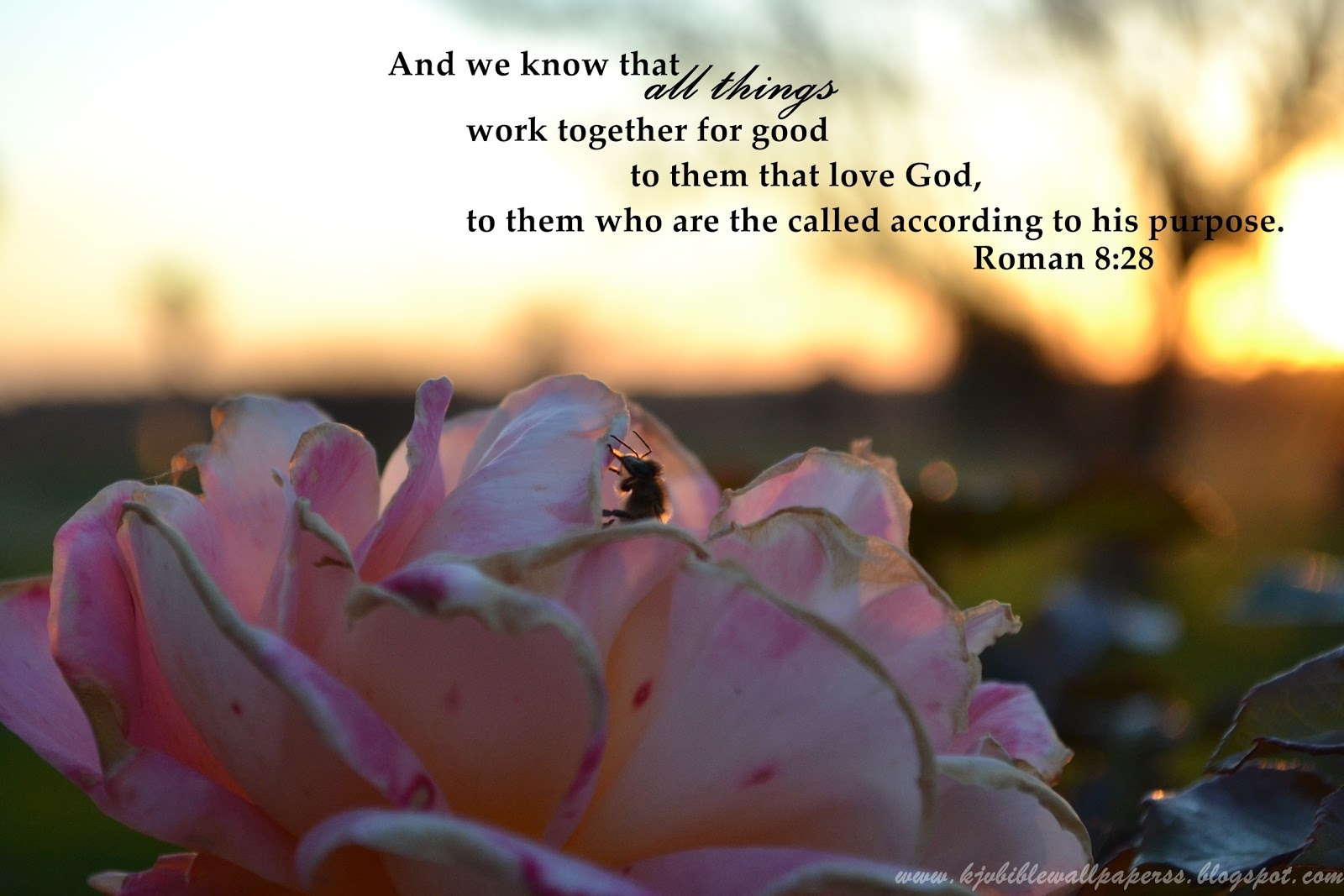 1600x1070 KJV Bible Wallpaper: Romans 8:28, Desktop