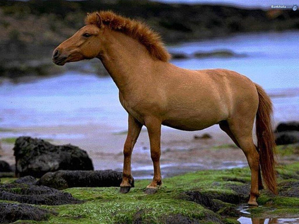 1030x770 wild horses Animal Kingdom Wallpaper, Desktop