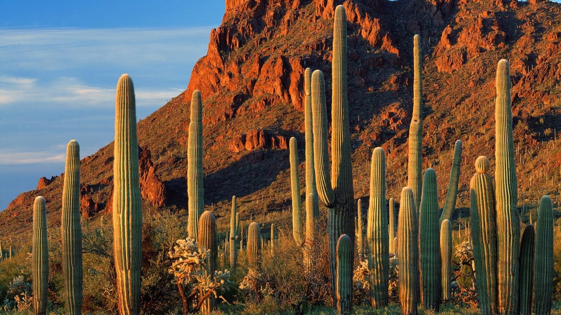 1920x1080 Organ pipe cactus np arizona wallpaper. PC, Desktop