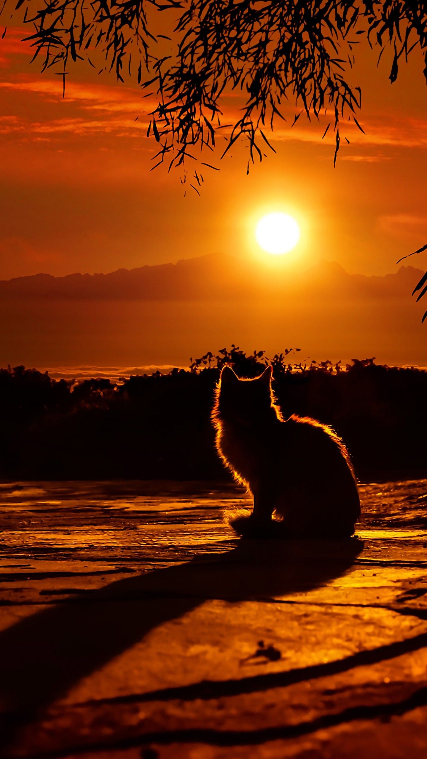 1440x2560 Cat Watching Sunset 4K HD Wallpaper, Phone