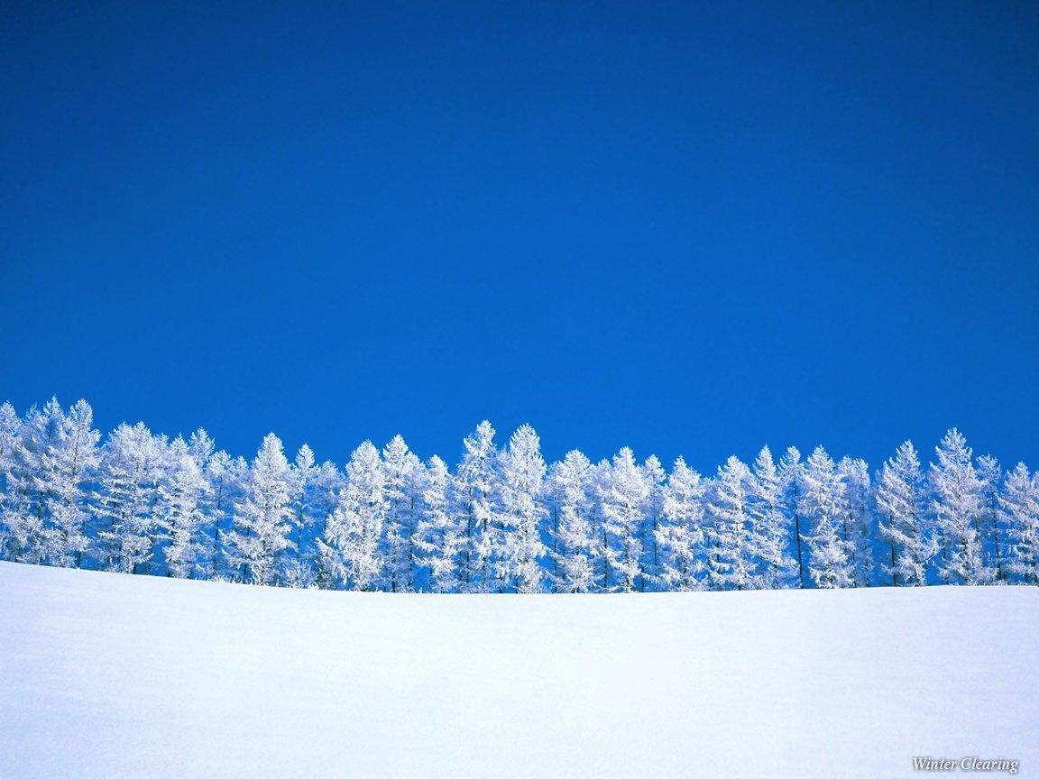 1160x870 Winter Trees, Desktop