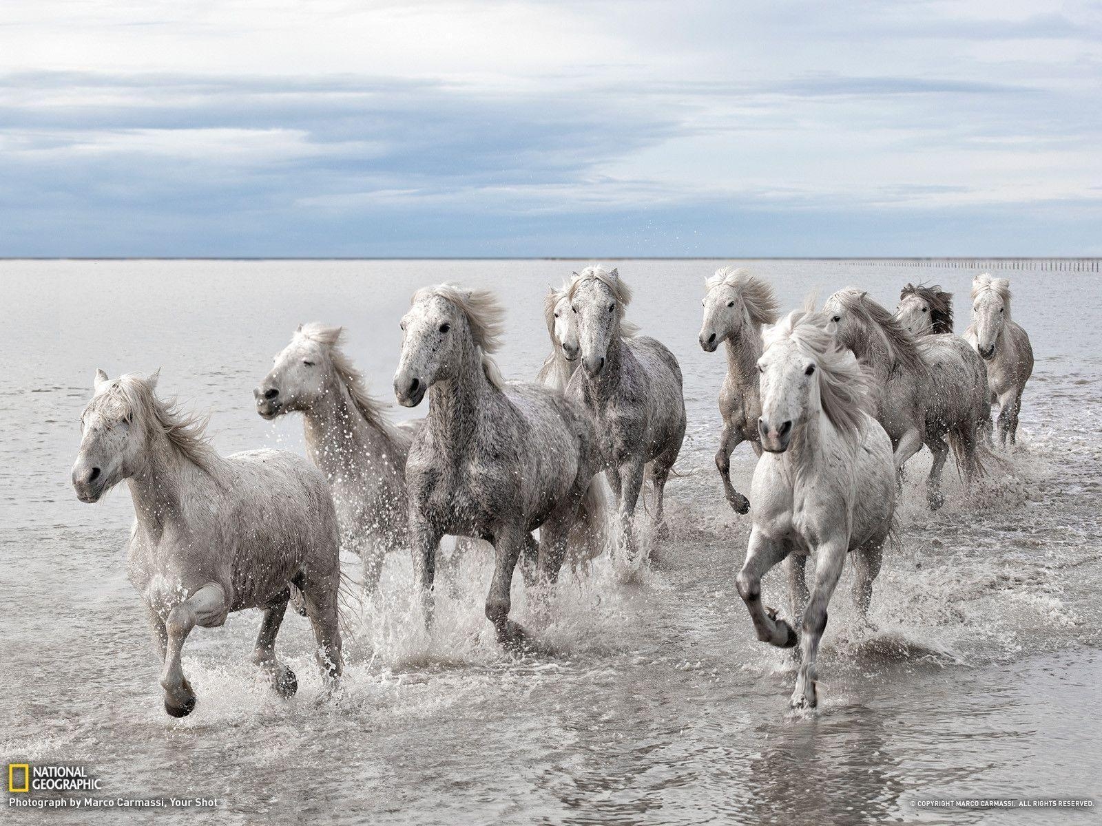 1600x1200 Wild Horses Picture - Animal Wallpaper - National Geographic, Desktop