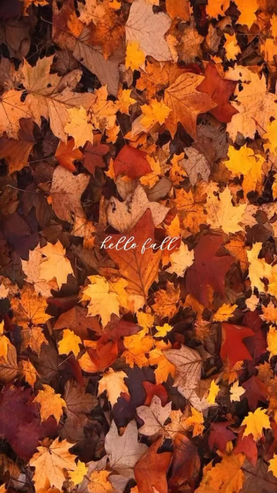 1080x1920 First Day Of Fall Wallpaper, Phone