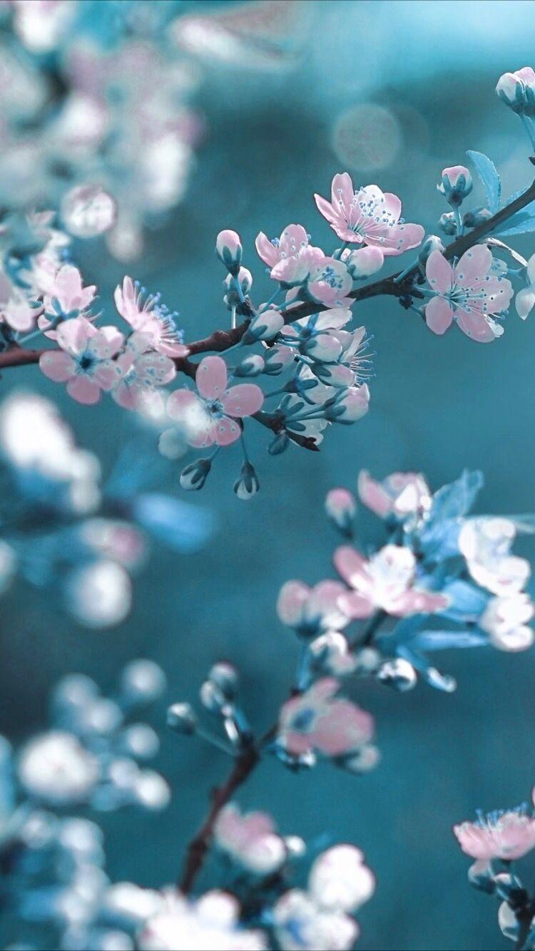 750x1340 Spring flower wallpaper. Spring flowers wallpaper, Blue flower wallpaper, Wallpaper nature flowers, Phone