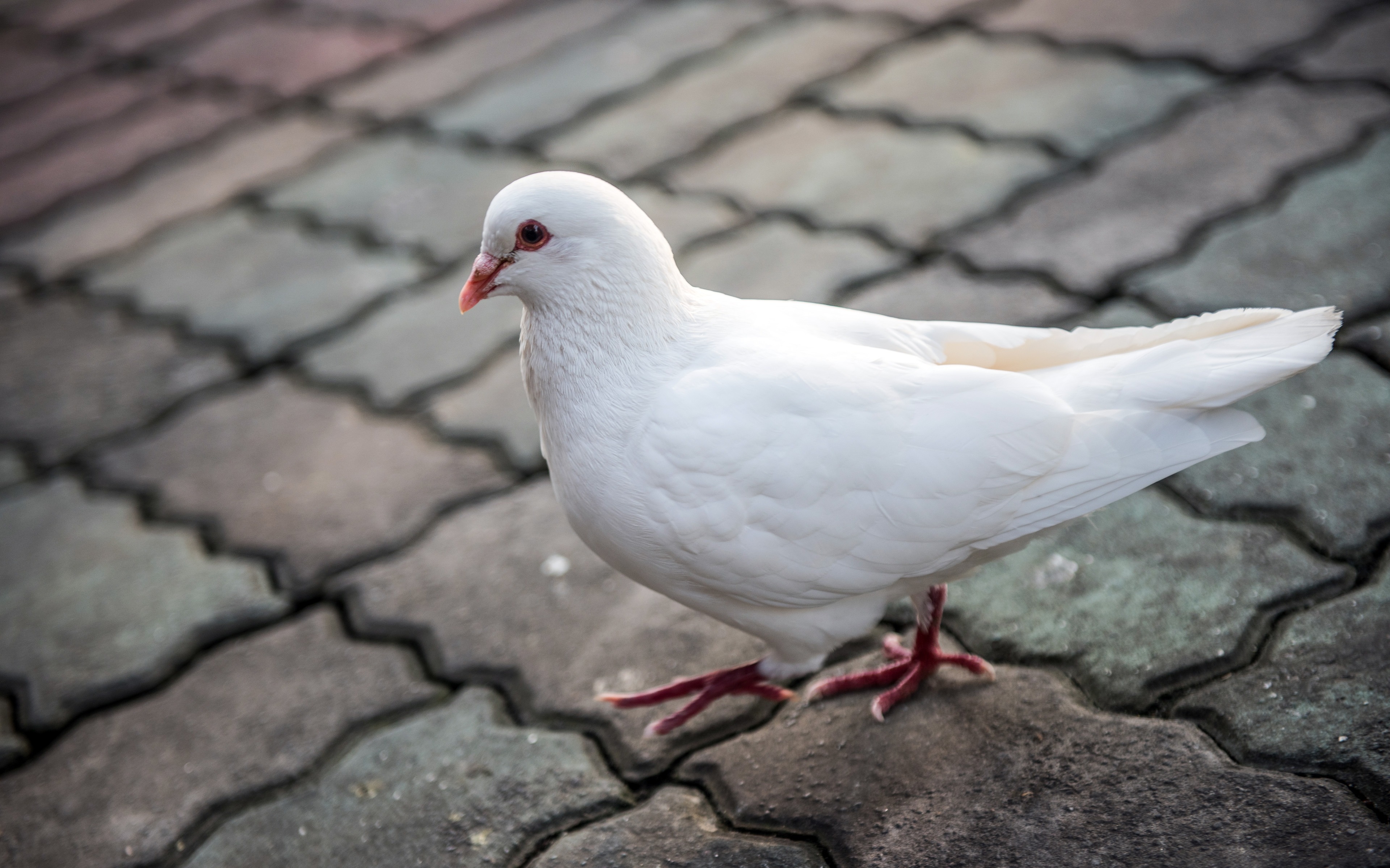 3840x2400 Download Wallpaper 4k, White Dove, Close Up, White Bird, Desktop