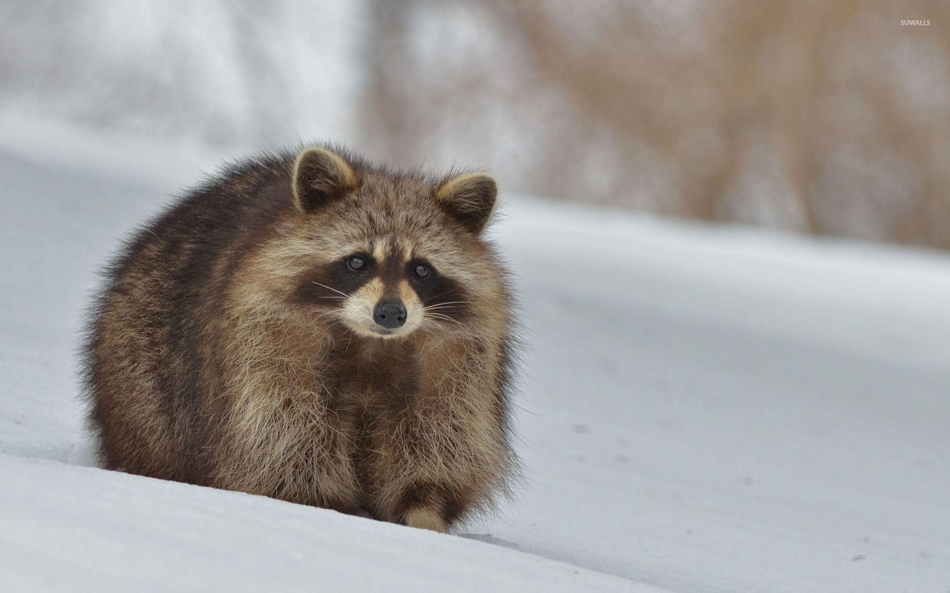 1920x1200 Raccoon in the snow wallpaper wallpaper, Desktop