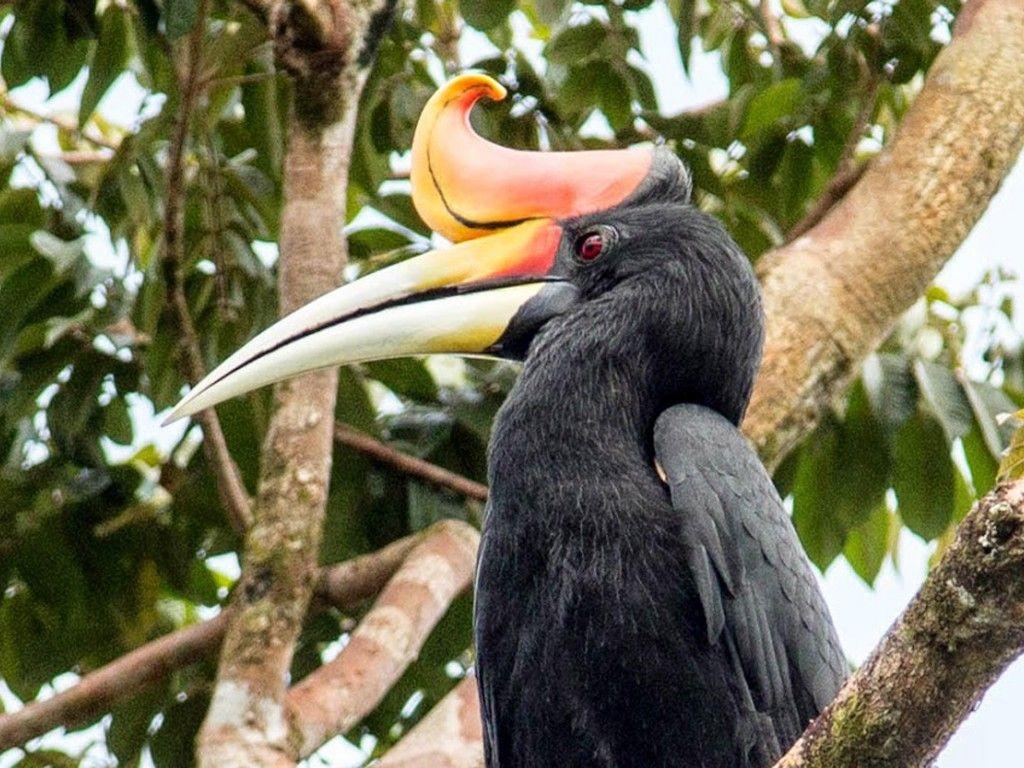 1030x770 Rhinoceros Hornbill Head Great Beak, Wallpaper13.com, Desktop