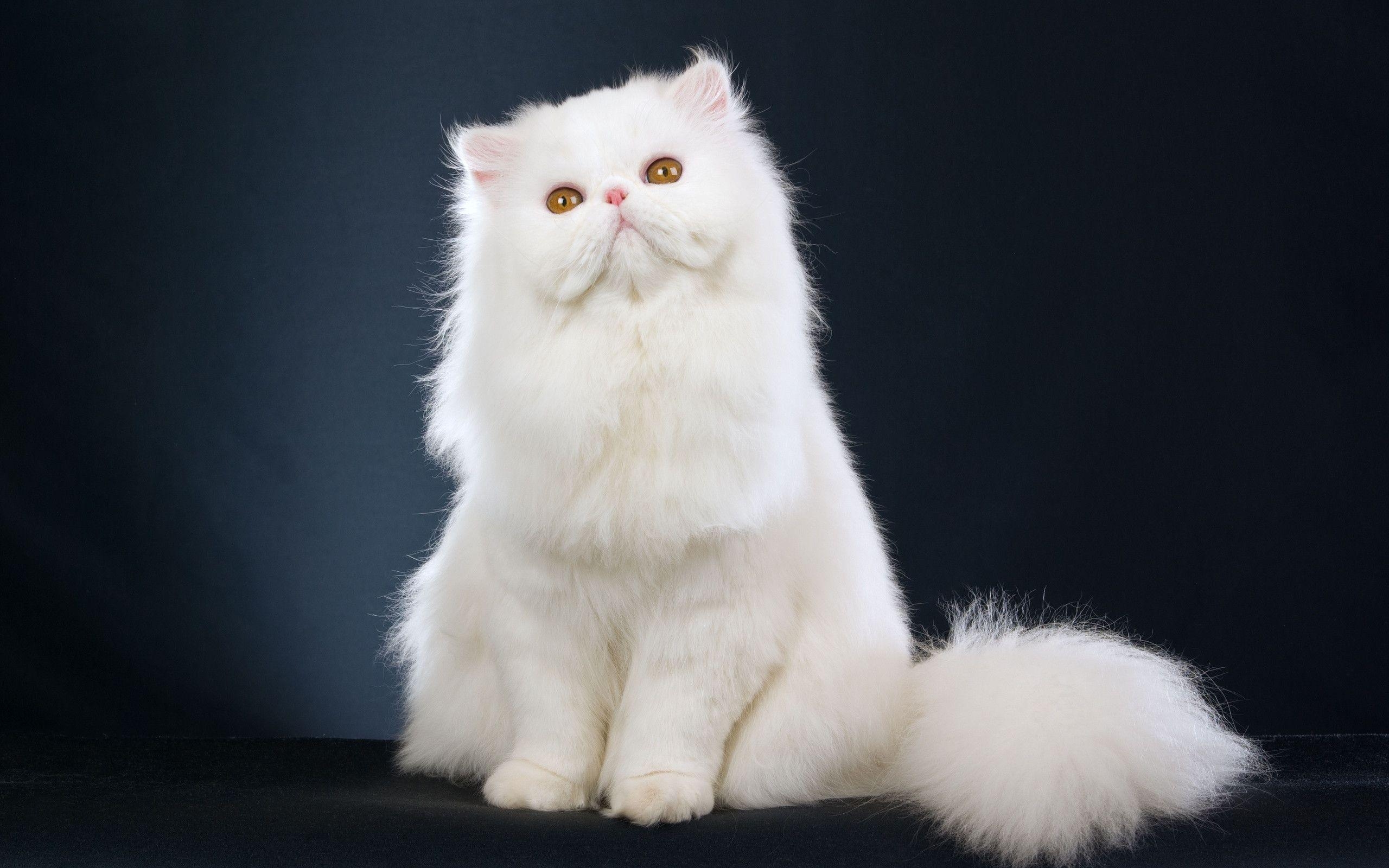 2560x1600 White Cat, Desktop