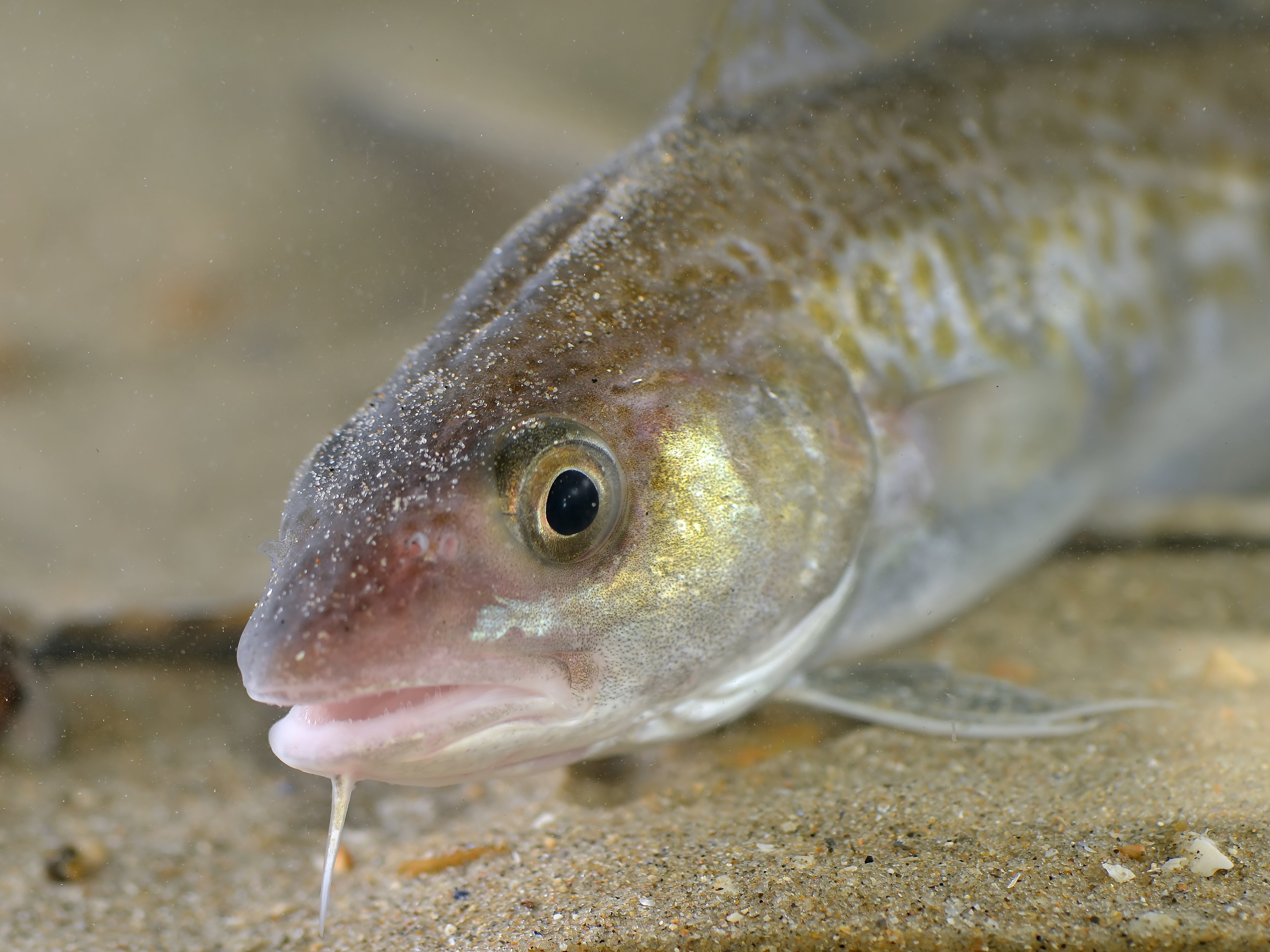 4120x3090 Beasts Of Iceland: The Atlantic Cod Reykjavik Grapevine, Desktop