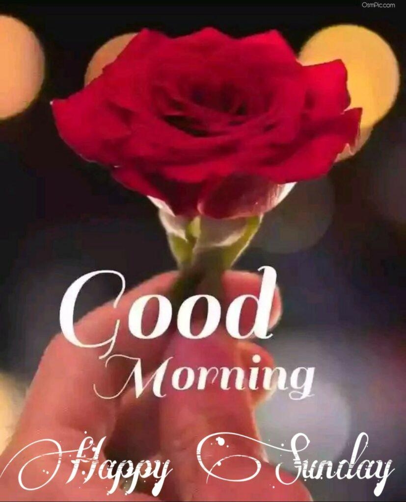 830x1030 Osm Pic Good Morning Happy Sunday Flowers Image, Phone