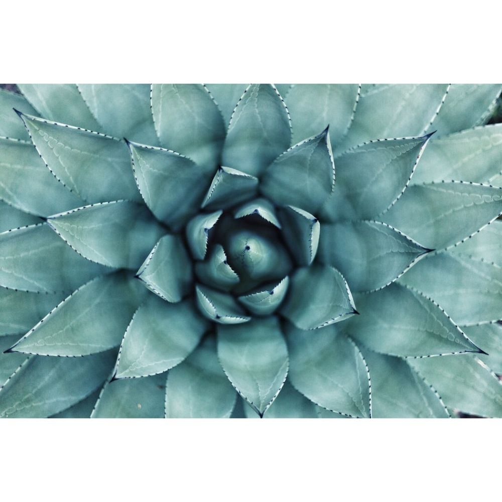 1000x1000 Gorgeous Cactus Wallpaper to Use as Your Background, Phone