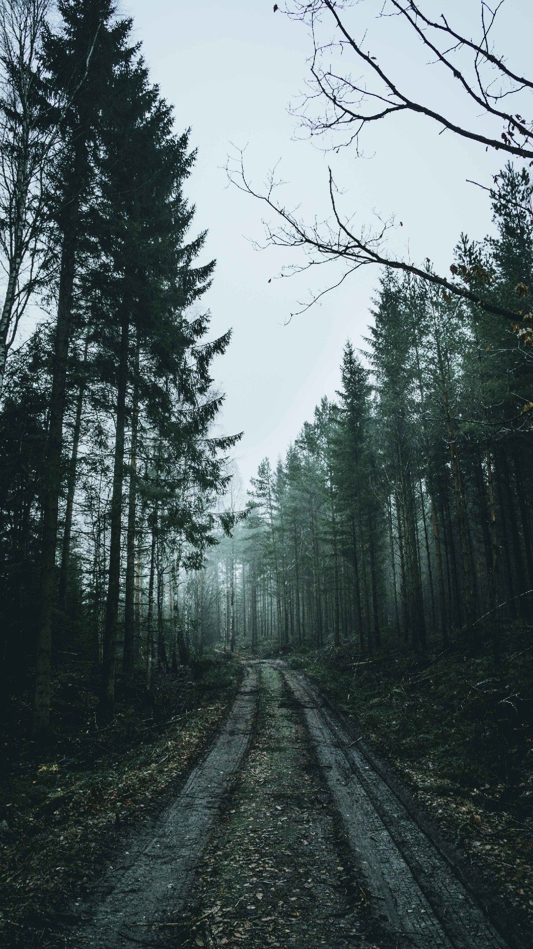 1080x1920 HD Phone Wallpaper. Forest picture, Phone