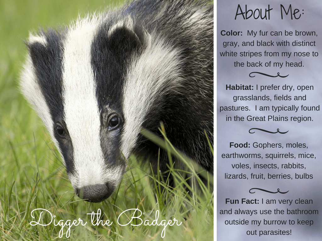 1030x770 Digger the Badger Badger Facts, Activities, Books, Desktop