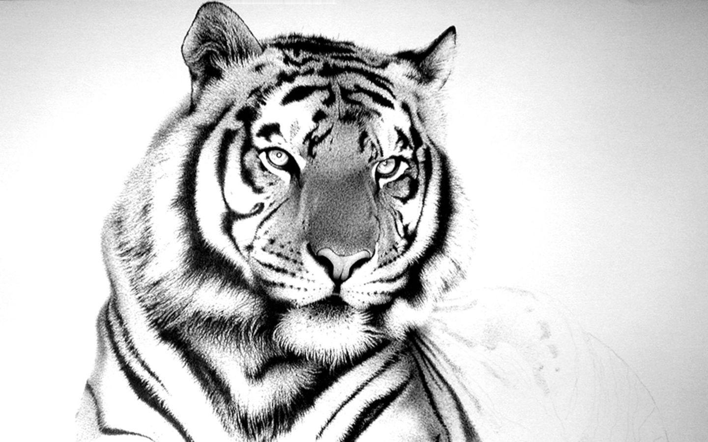 1440x900 White Tiger iPhone 5 Wallpaper, Desktop