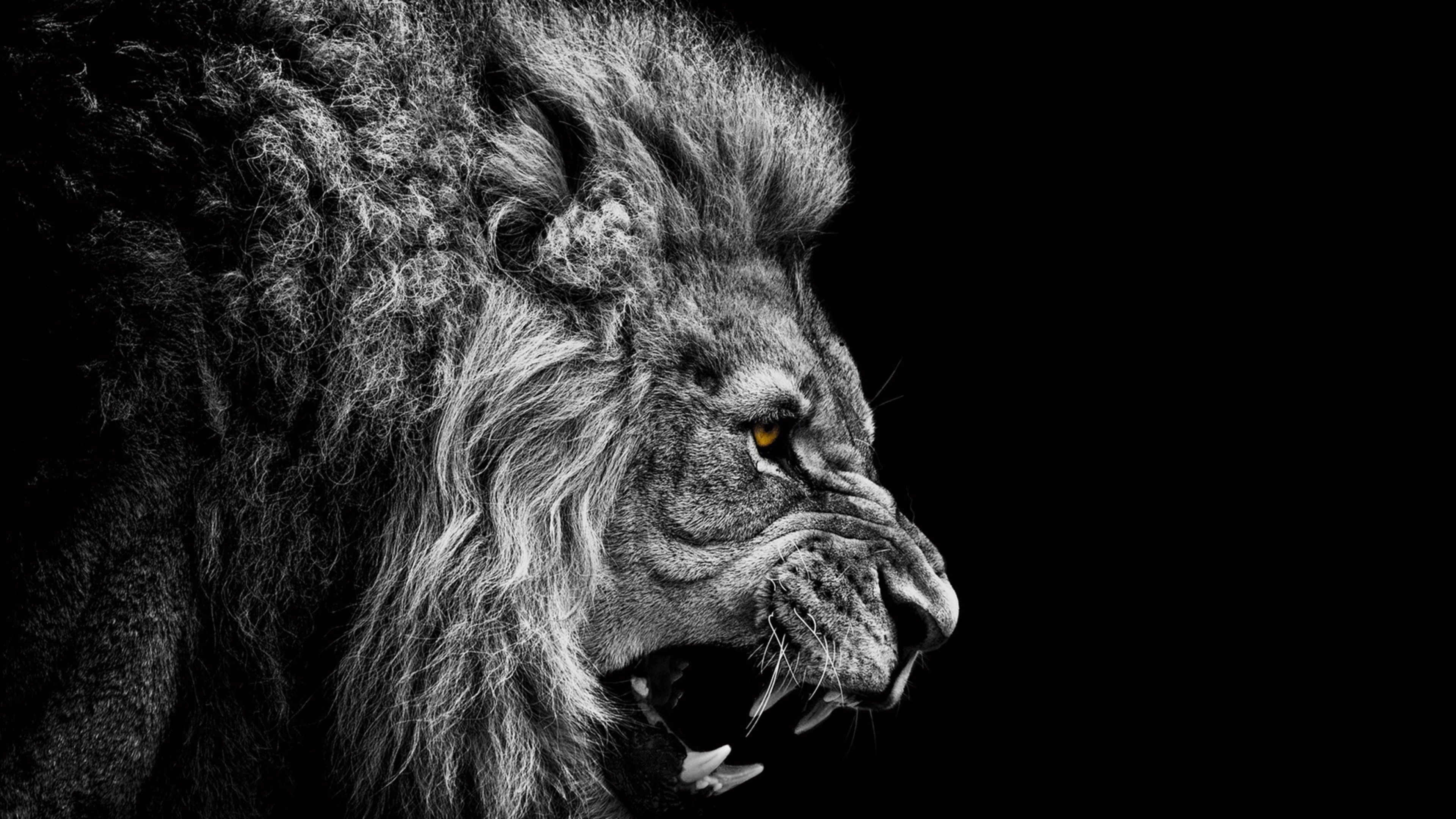 3840x2160 Black and White Lion 4K Wallpaper. Free 4K Wallpaper, Desktop