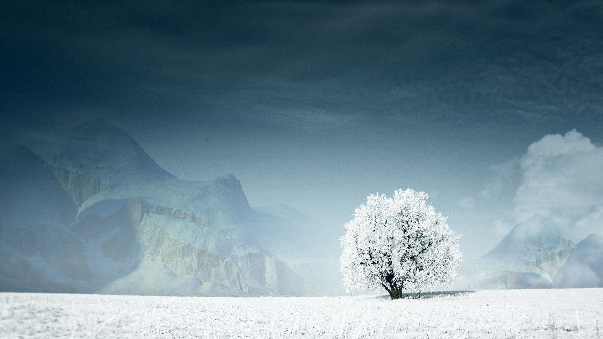 1920x1080 Tree in Winter HD Wide Wallpaper, Desktop