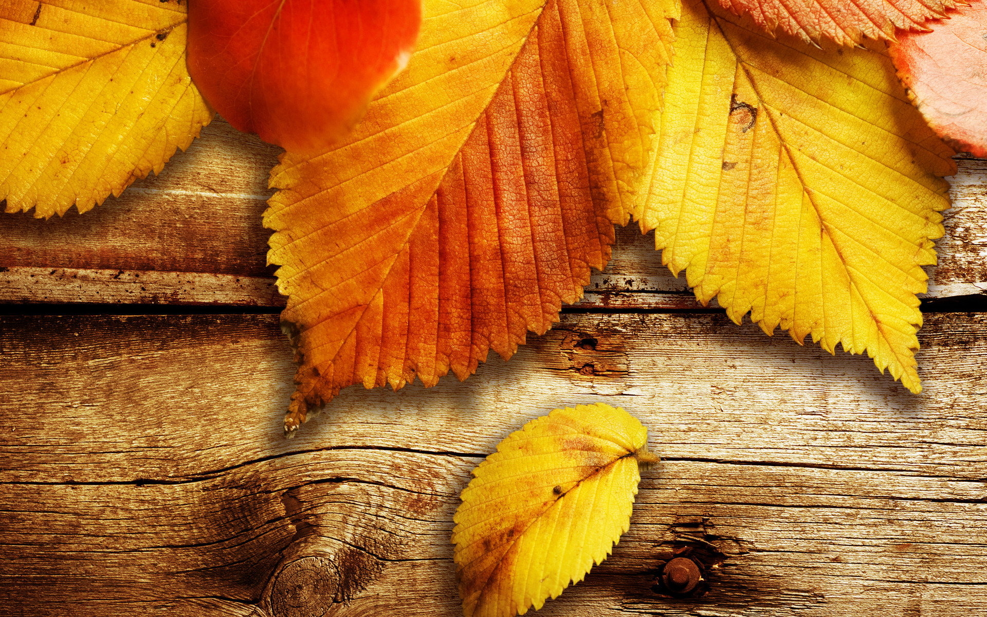 1920x1200 Autumn Leaves Wallpaper 4K (), Desktop