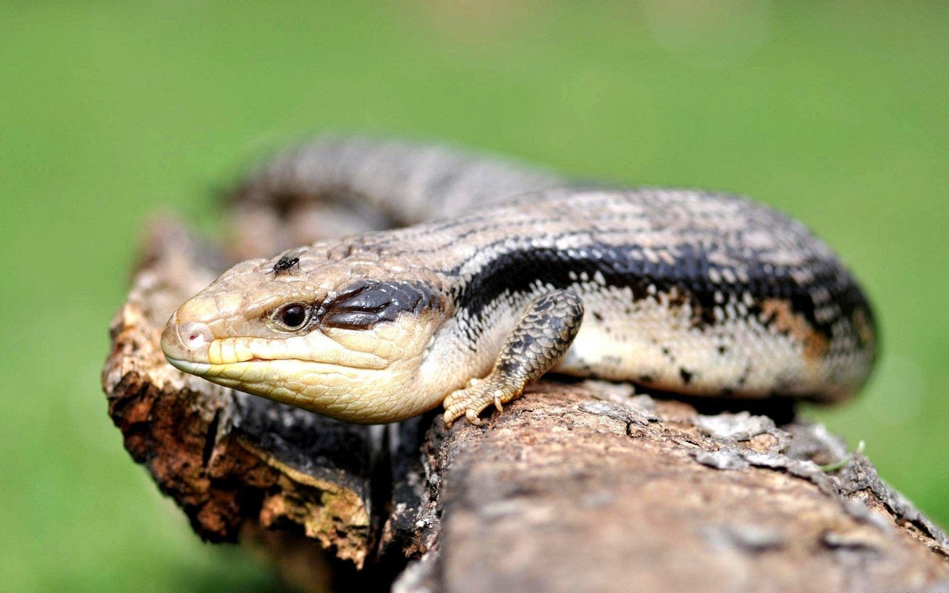 1920x1200 blue tongue skink wallpaper and background, Desktop