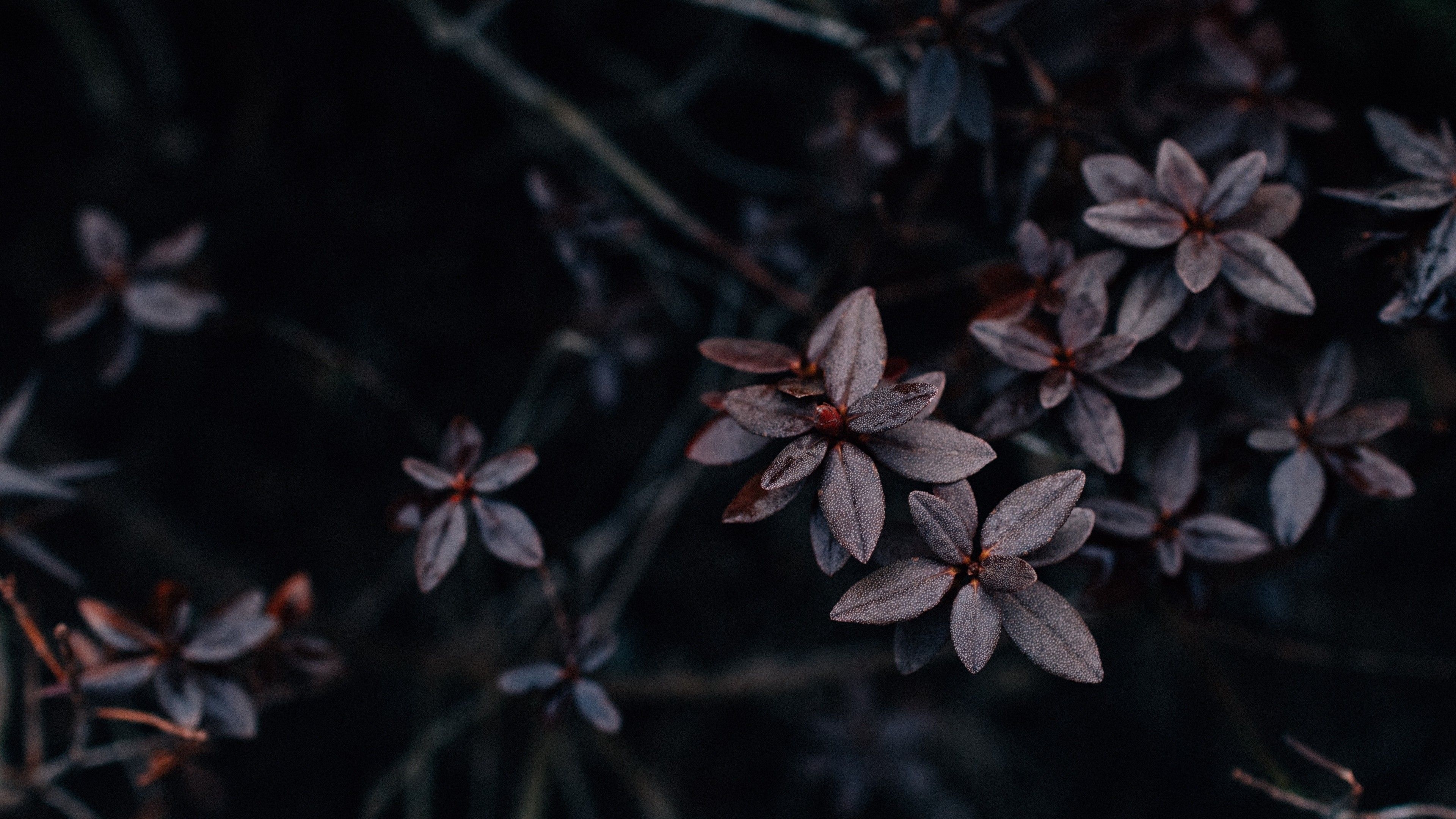 3840x2160 4K Leaves Plant Dark Wallpaper - [], Desktop