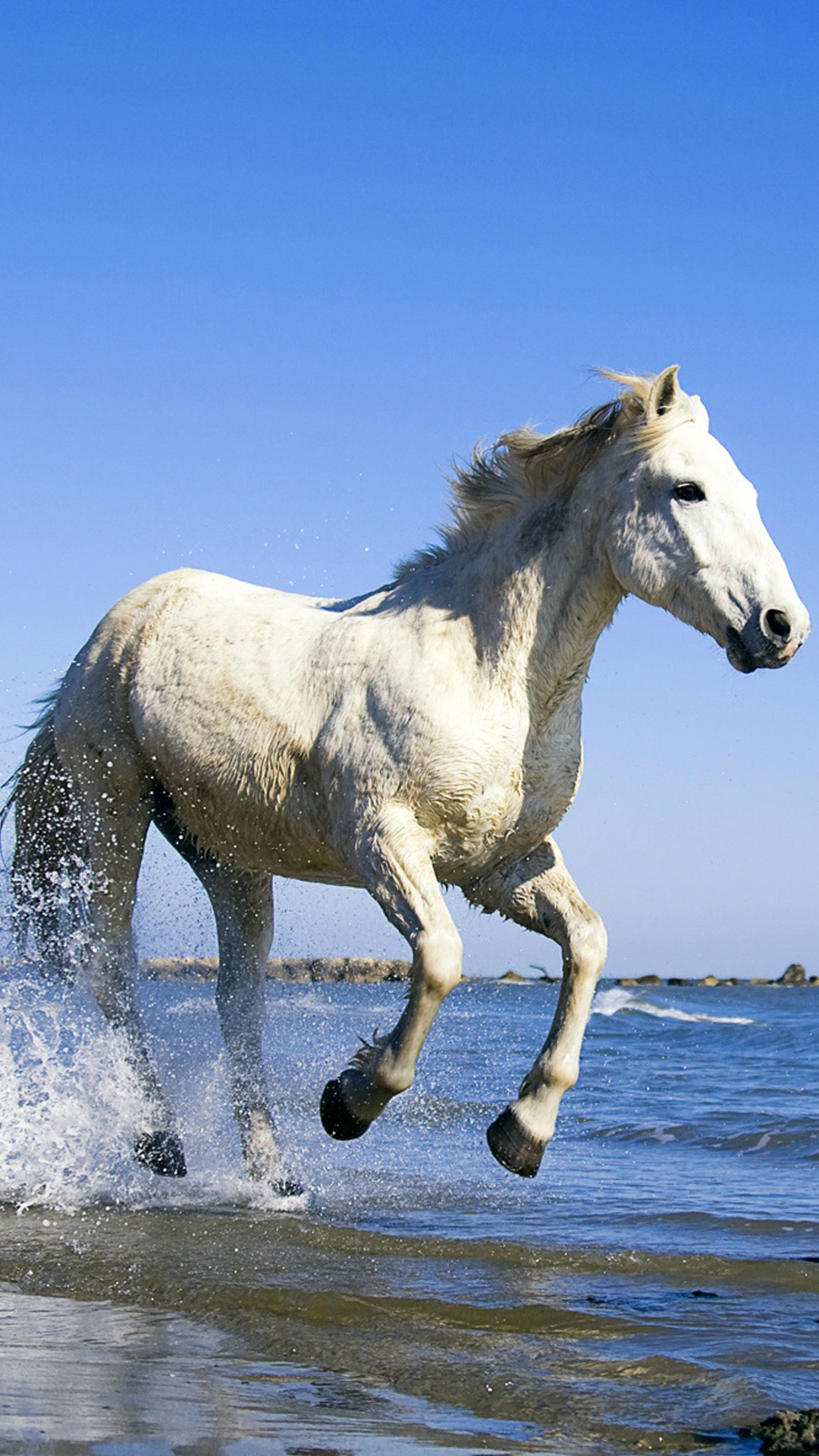 1080x1920 White Horse on the Beach, Phone