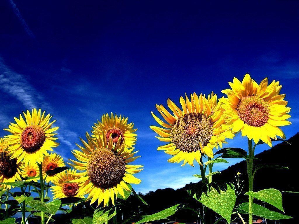 1030x770 Sunflowers wallpaper, Desktop