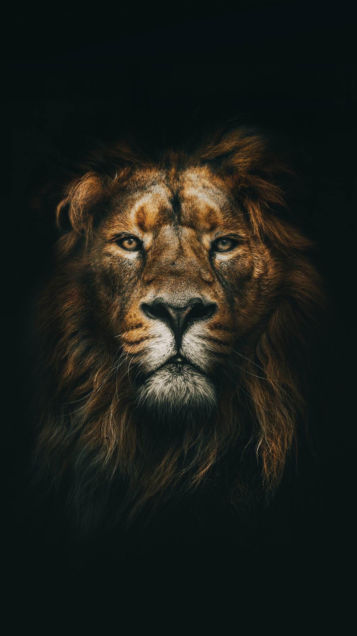 1250x2210 Lion Wallpaper for any iPhone, Phone