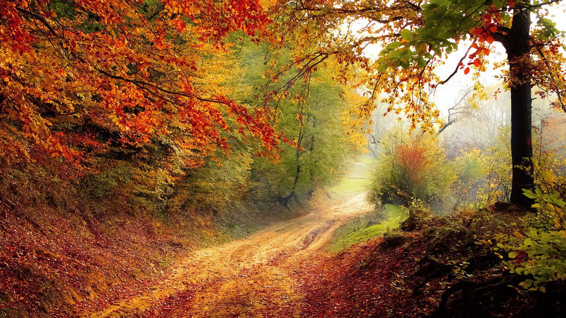 1920x1080 Autumn Road Laptop Full HD 1080P HD 4k Wallpaper, Image, Background, Photo and Picture, Desktop