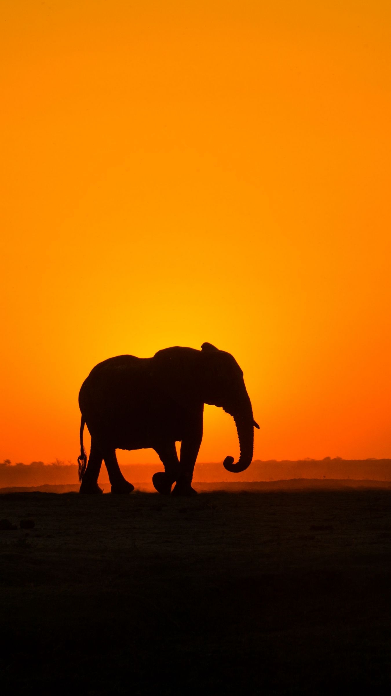 1350x2400 Download wallpaper  elephant, sunset, silhouette, africa iphone 8+/7+/6s+/for parallax HD background, Phone