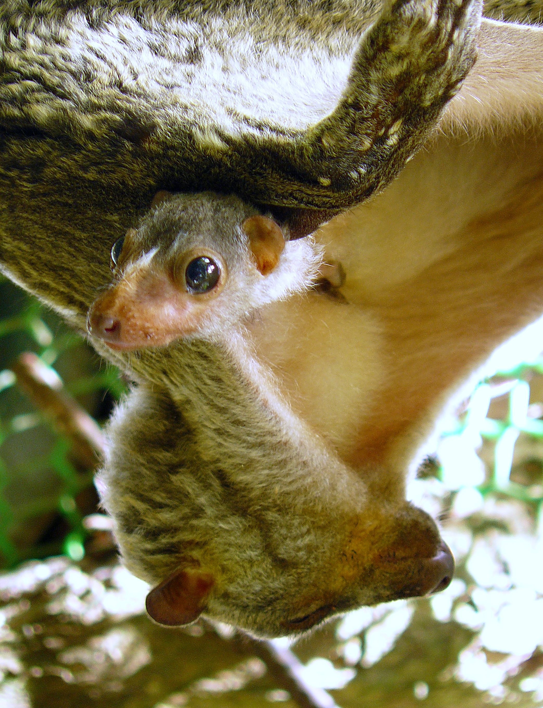 2090x2730 Colugo: Amazing Asian Flying Lemur • Lazer Horse, Phone