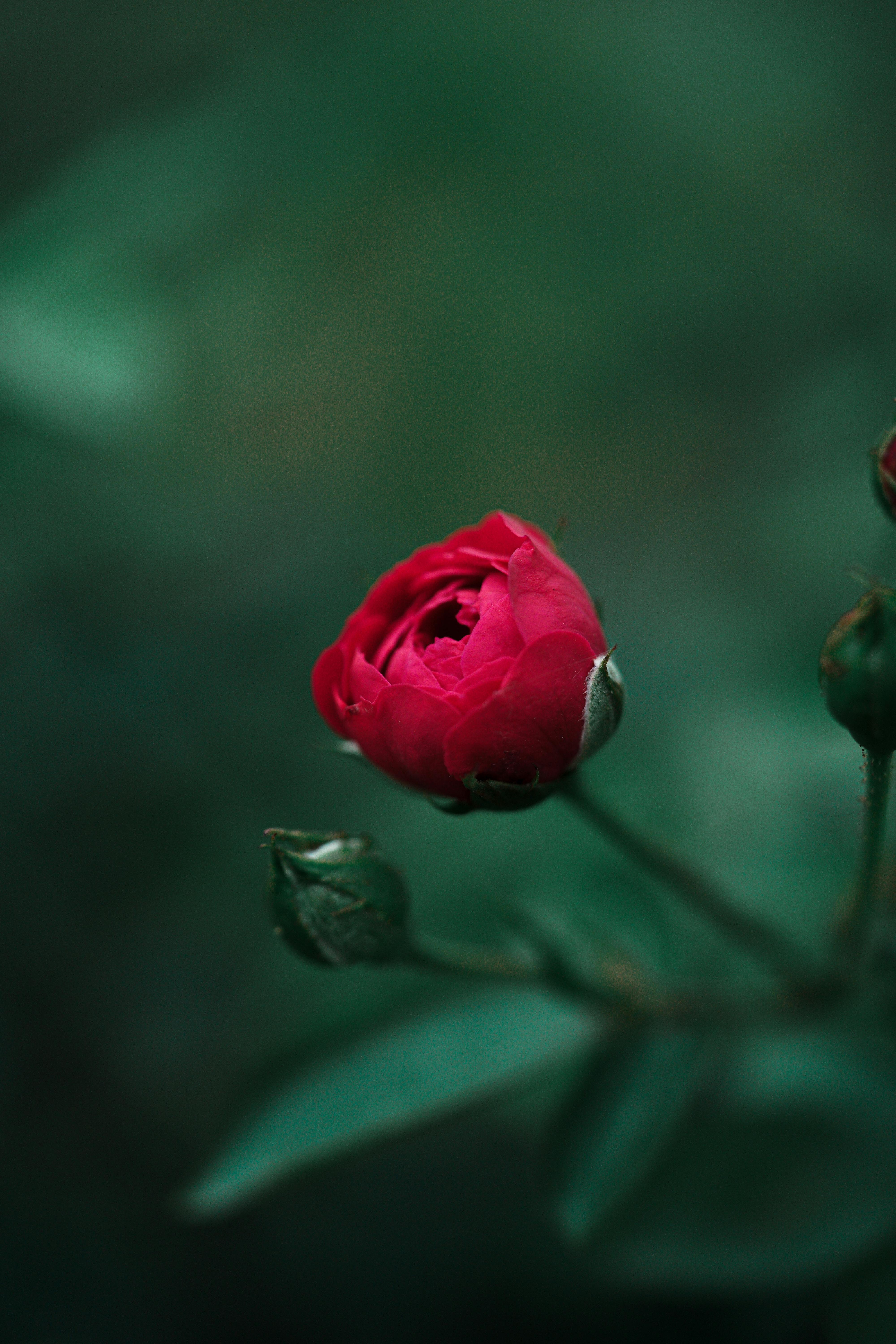 4000x6000 Red Garden Rose · Free, Phone