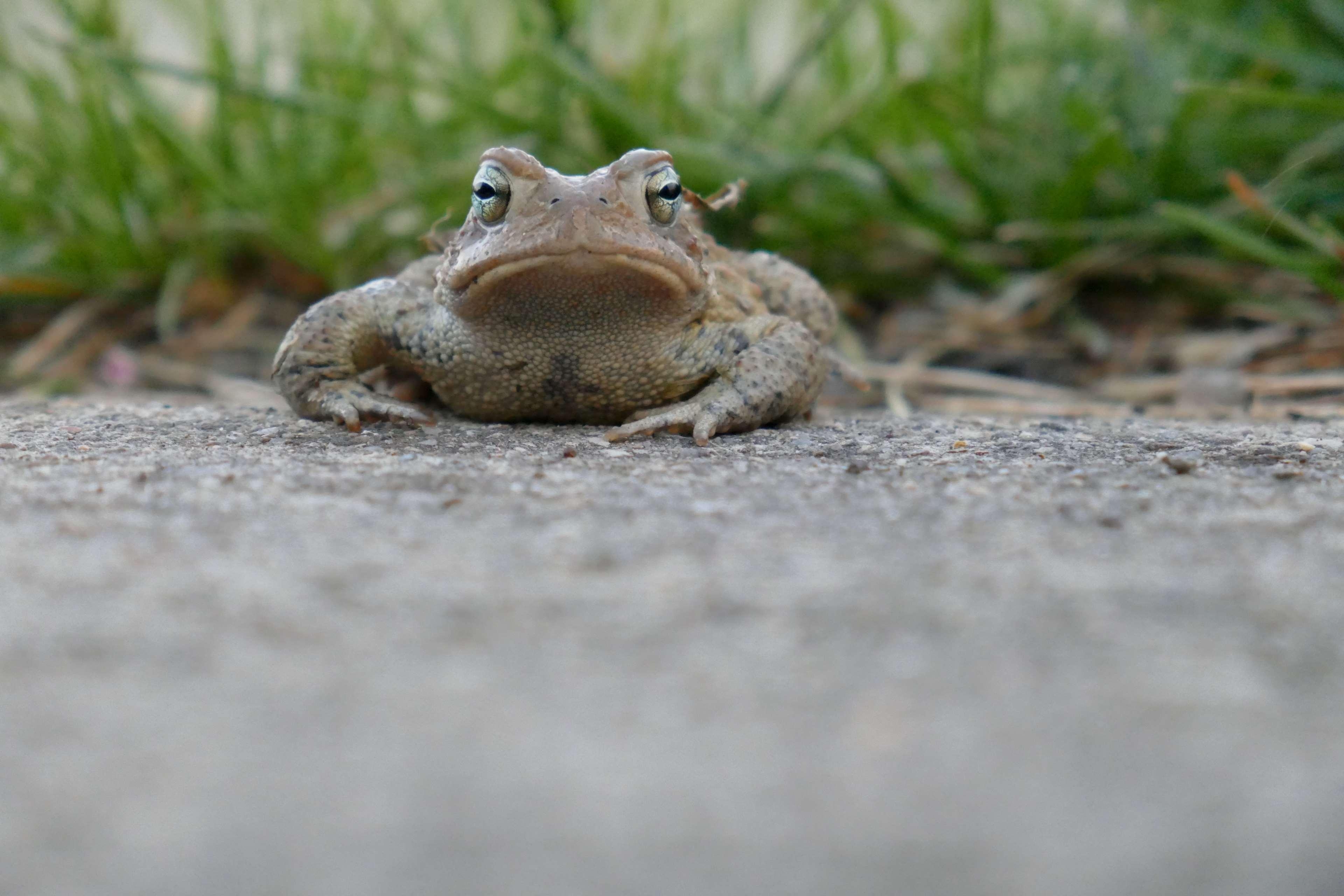 3840x2560 frog, toad 4k wallpaper and background. Free stock image, Desktop