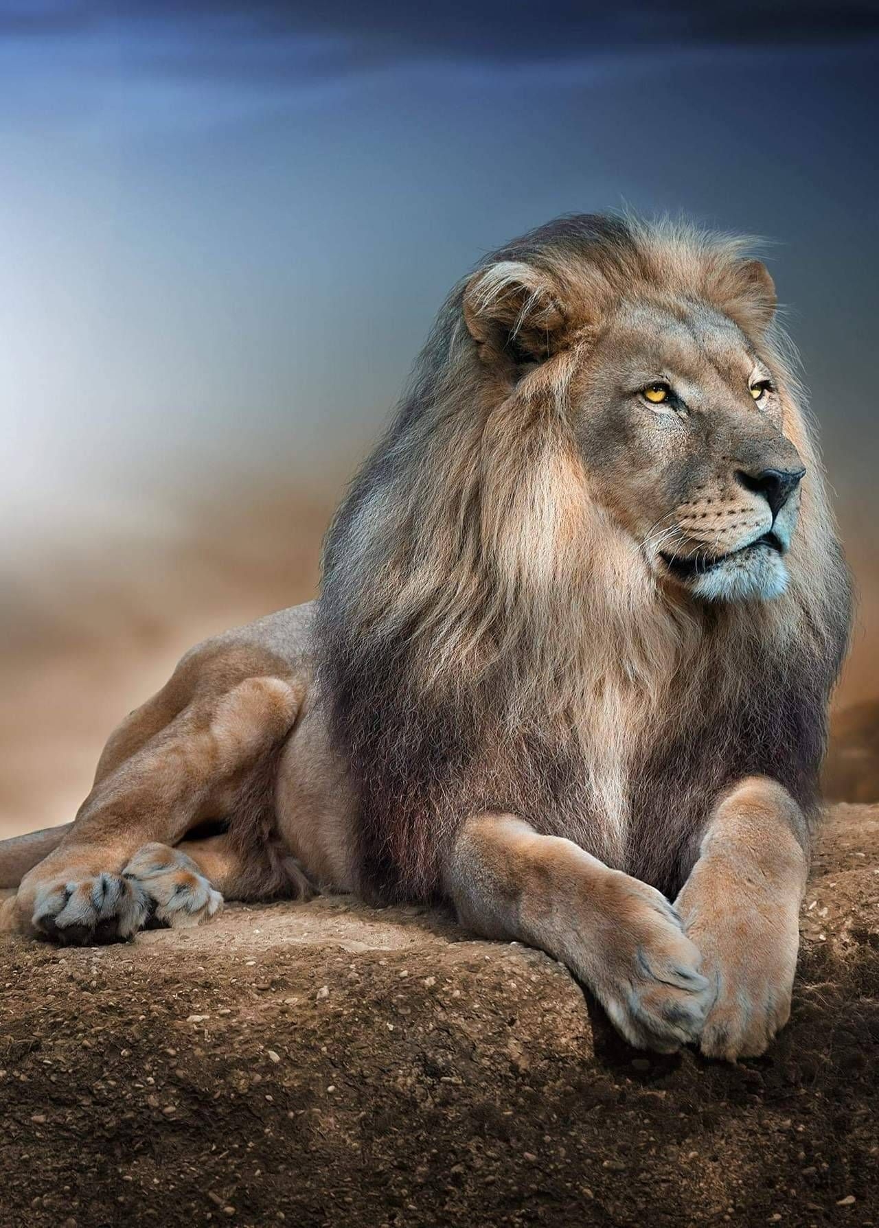 1280x1790 Lion Wallpaper Phone Free HD Wallpaper, Phone