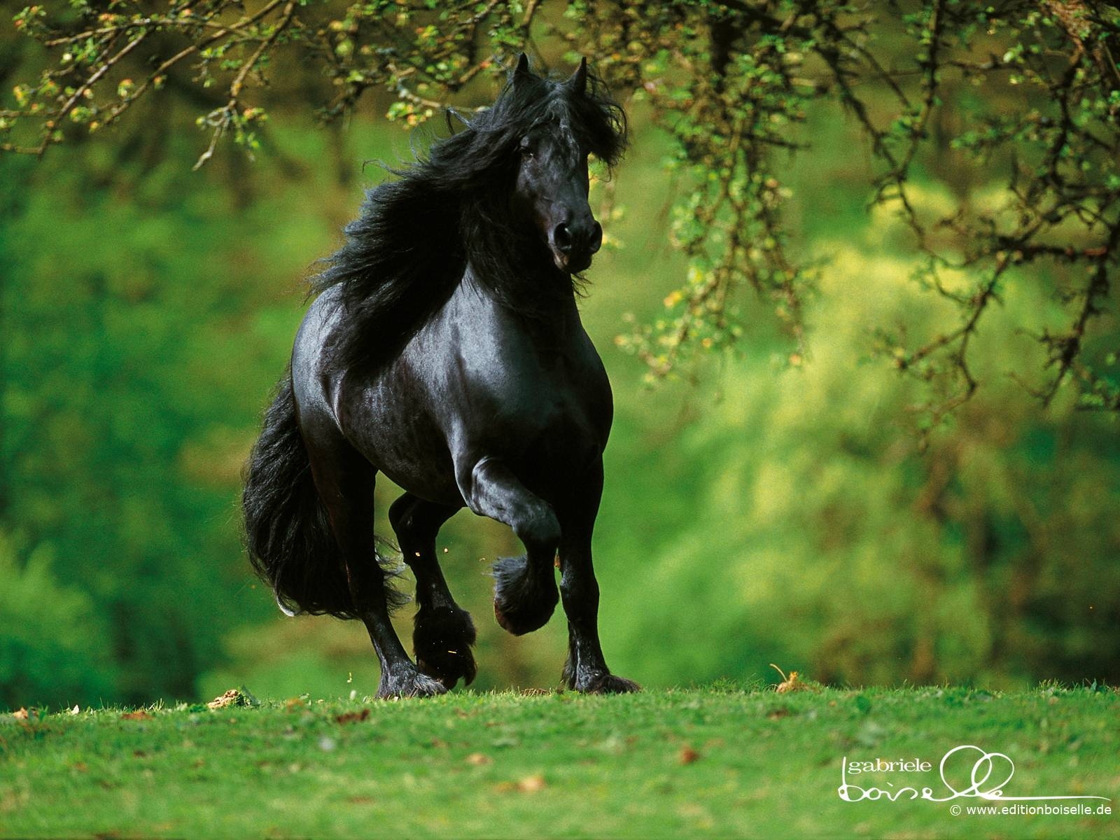 1600x1200 Horse Wallpaper. HD Horses Wallpaper. Beautiful Cool Wallpaper, Desktop