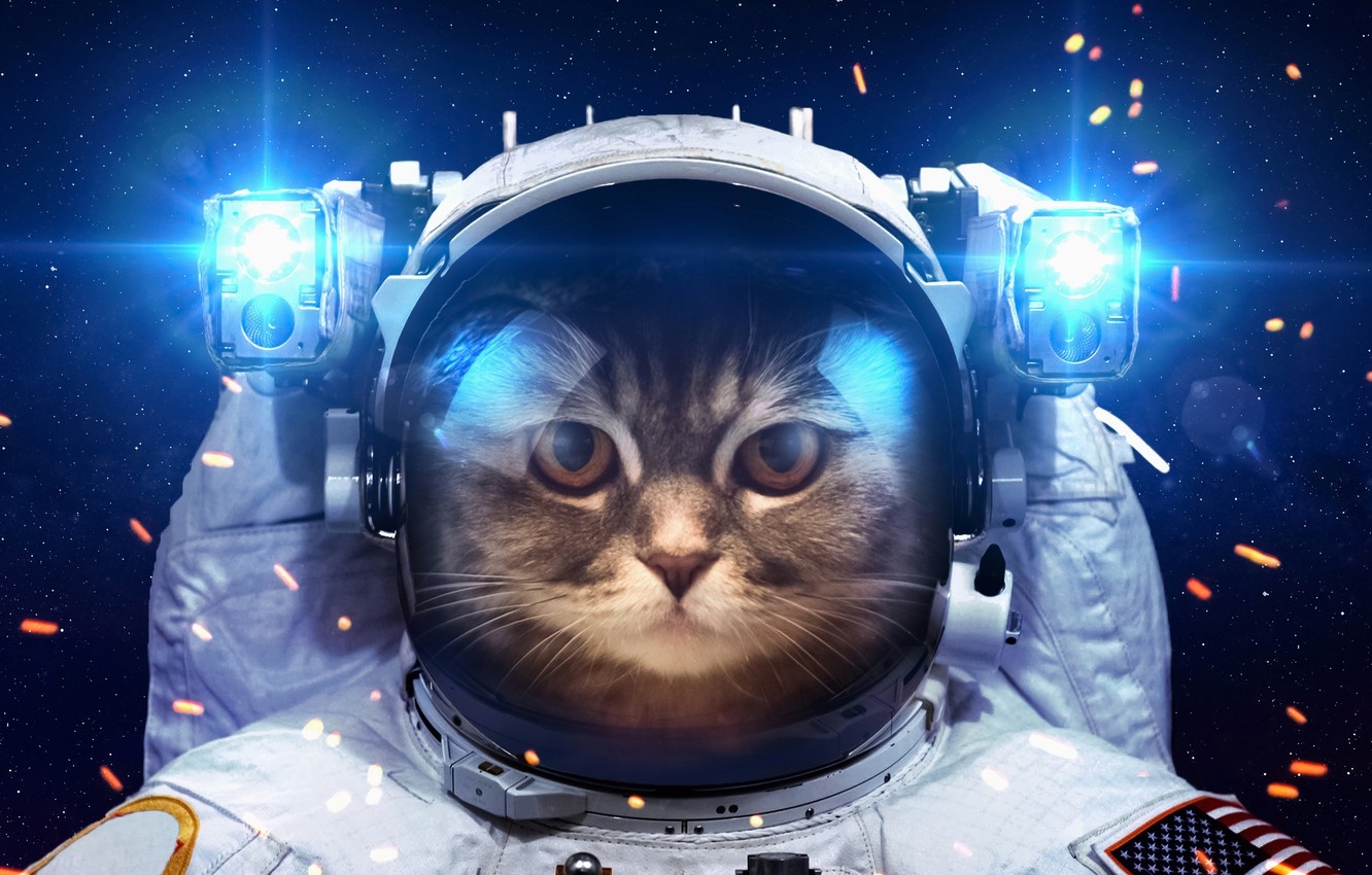 1340x850 Wallpaper cat, space, light, humor, astronaut, the suit, lanterns image for desktop, section кошки, Desktop